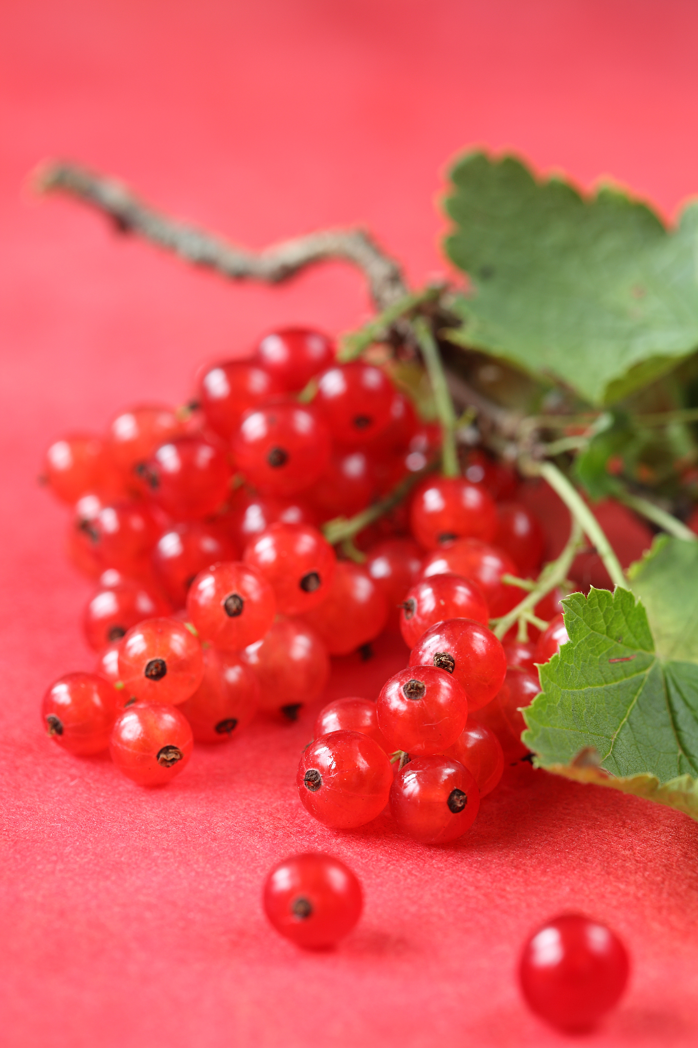 red currant bunch