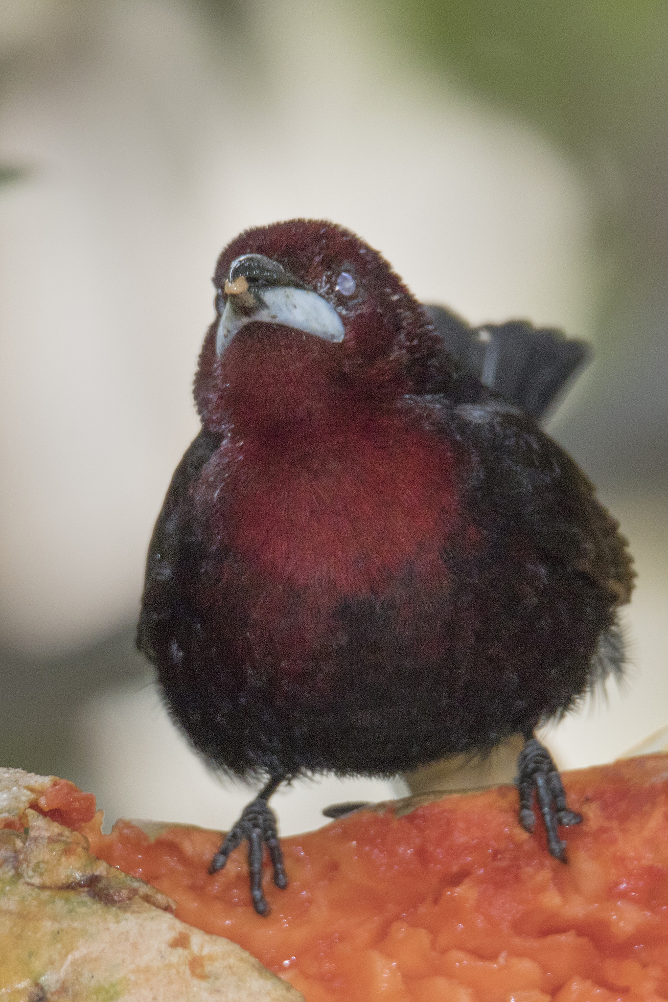 silver-beaked tanager male eating