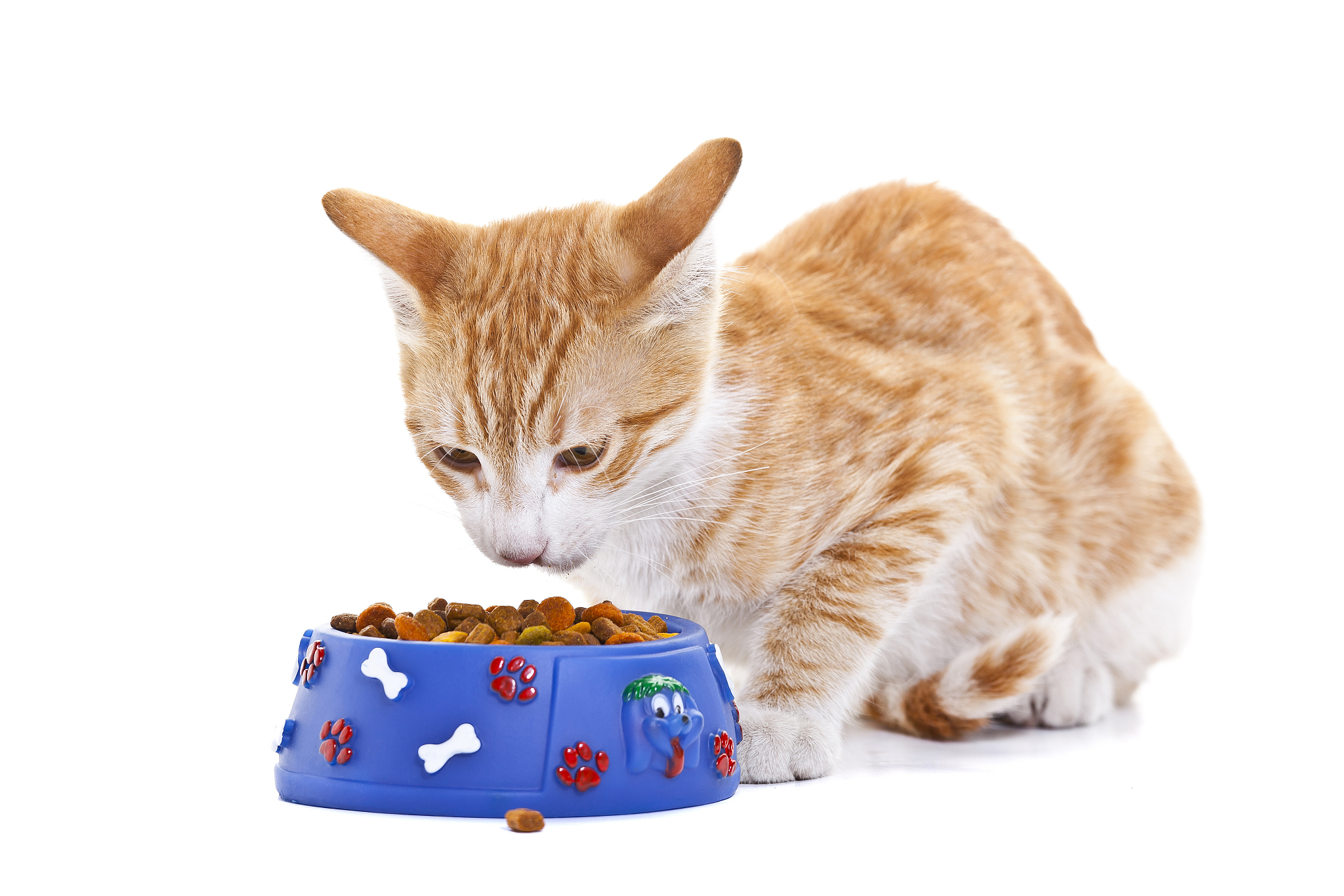 幽默话题：猫狗大战、吃货乐园、生活小确幸