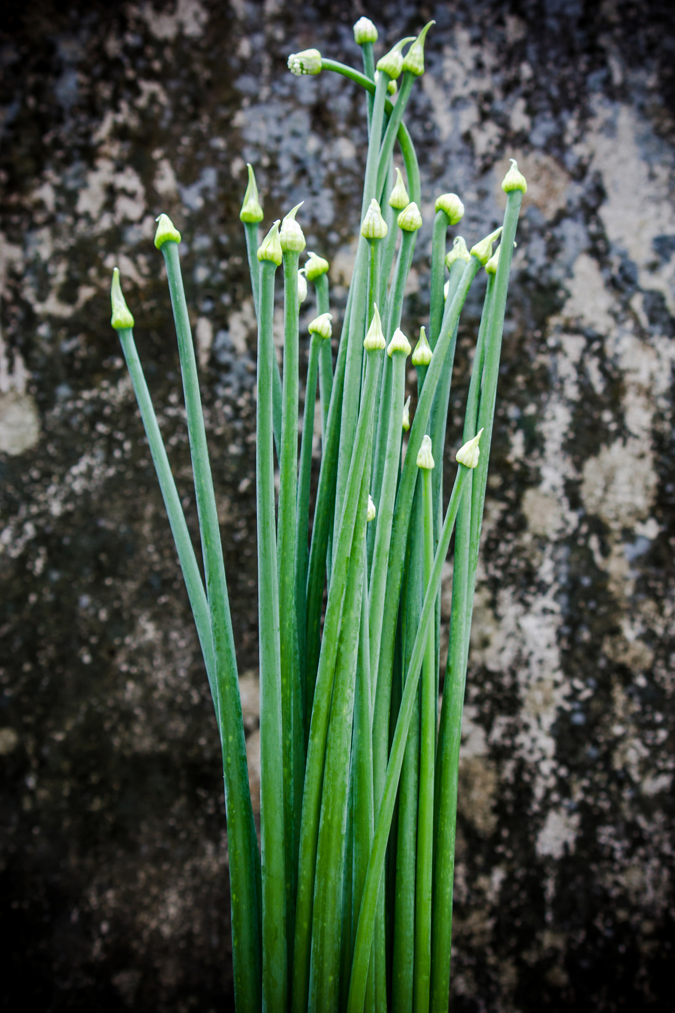 flowering chinese garlic chives