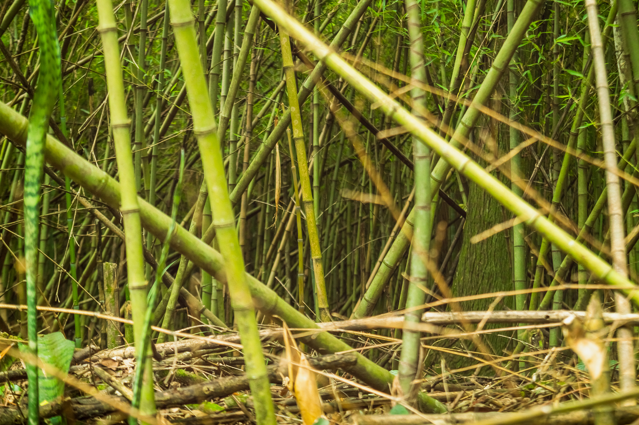 bamboo forest hit by sunlight
