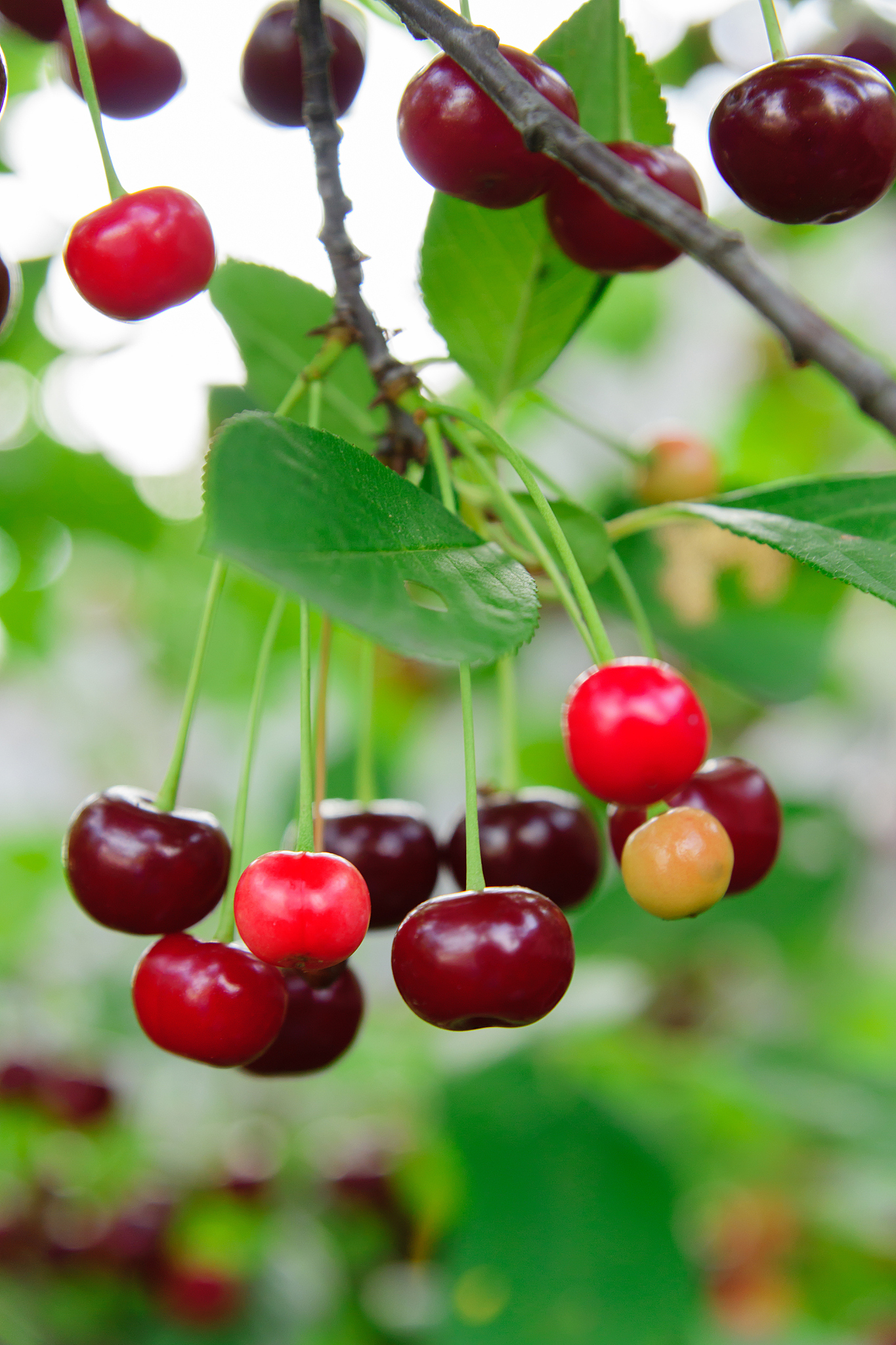 cherry branch