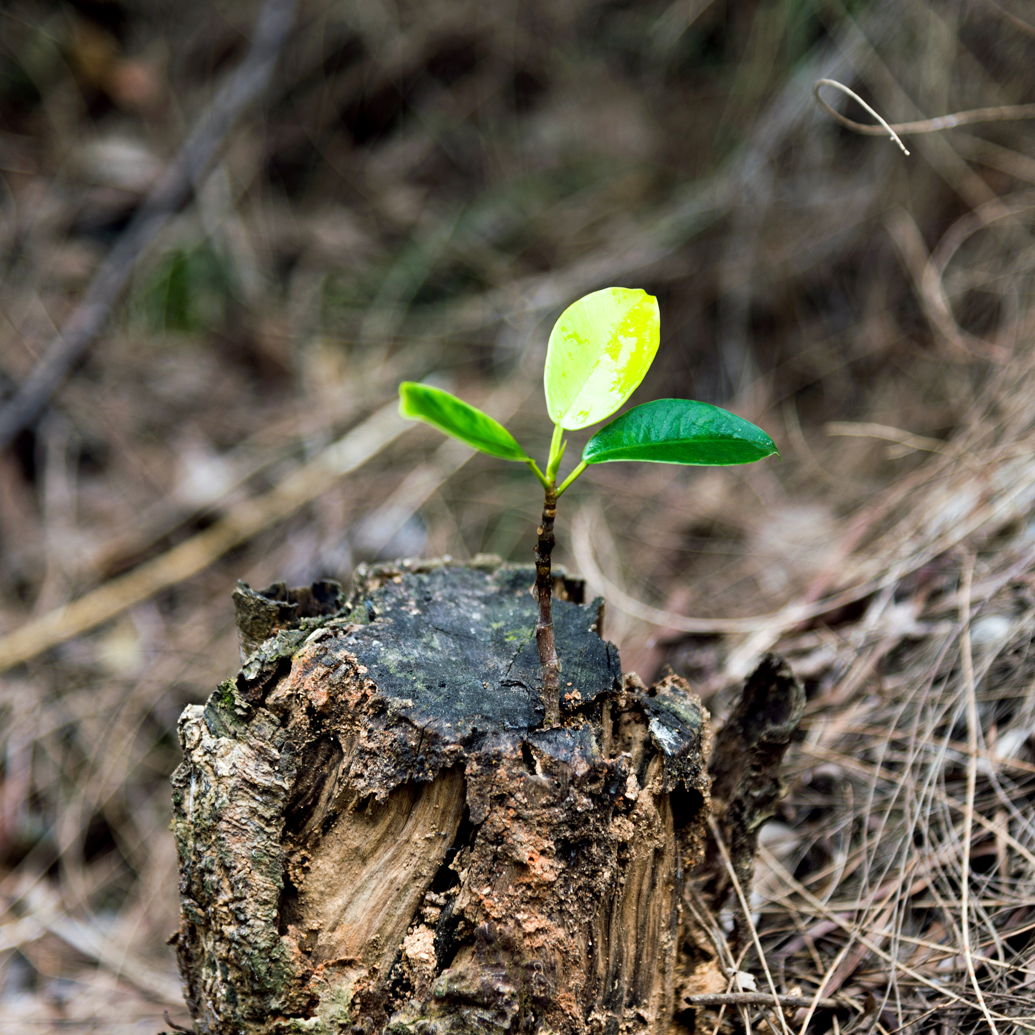 我们中的许多人读过有趣和令人兴奋的故事其中主角只有有限的生存时间。这些故事让我们思考想知道在类似情况下我们应该做什么。有时我认为像明天应该死一样过好日子会是一个很好的规则。这种态度会尖锐地强调生命的价值。我们应该以温柔、活力和敏锐的欣赏来度过每一天当时间在我们面前的不断全景中往往会失去这些。我们大多数人认为生活是理所当然的。我们很少想到它。我们做琐事几乎没有意识到我们对生活的无精悮的态度。同样的无