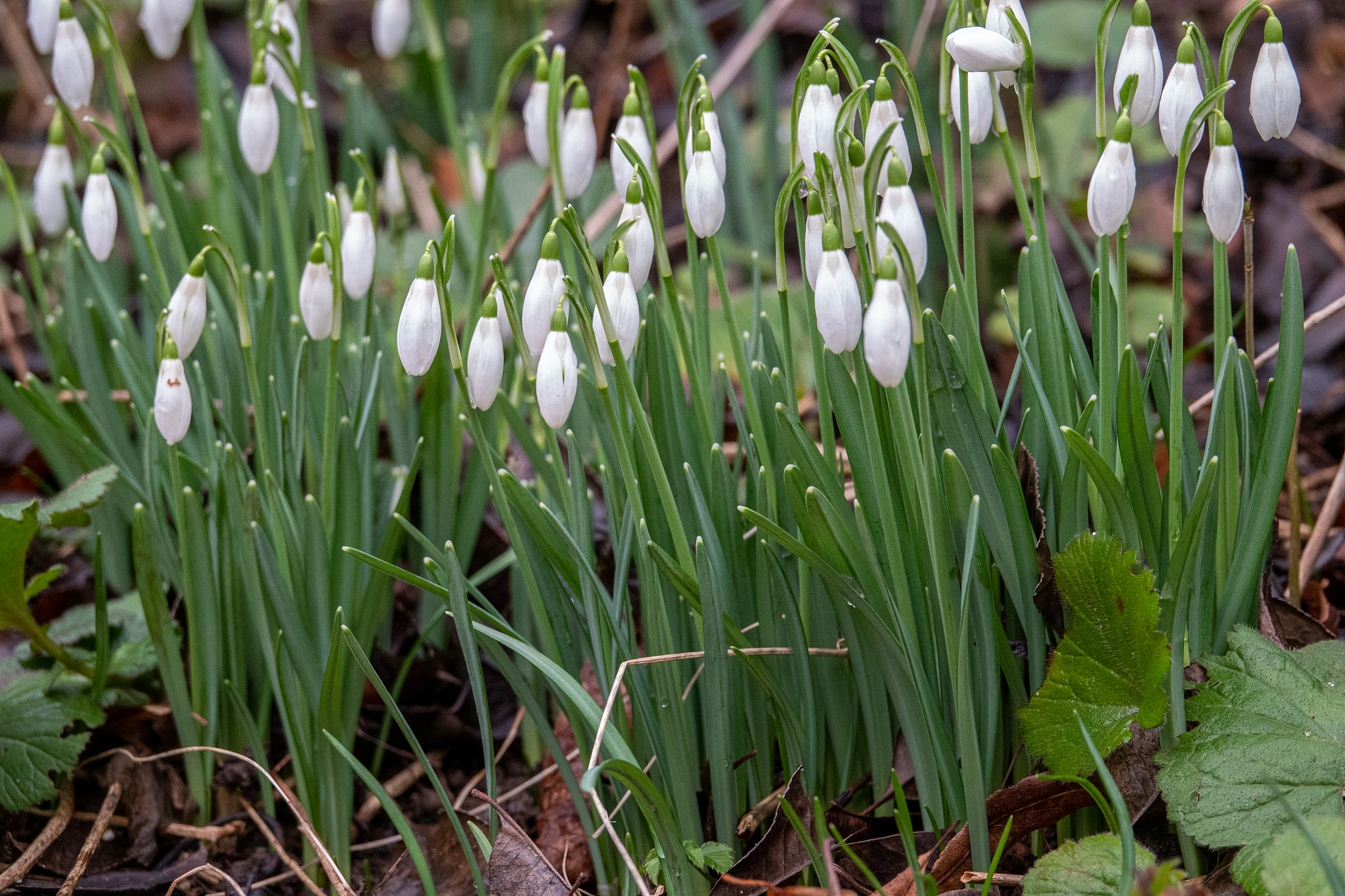 a garden there are some snowdrops, galanthus nivalis, announcing