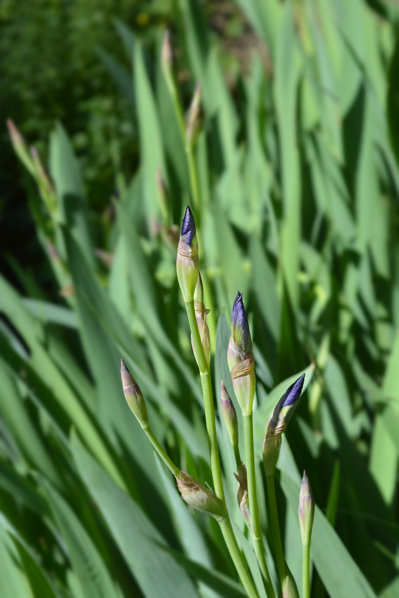 southern adriatic iris