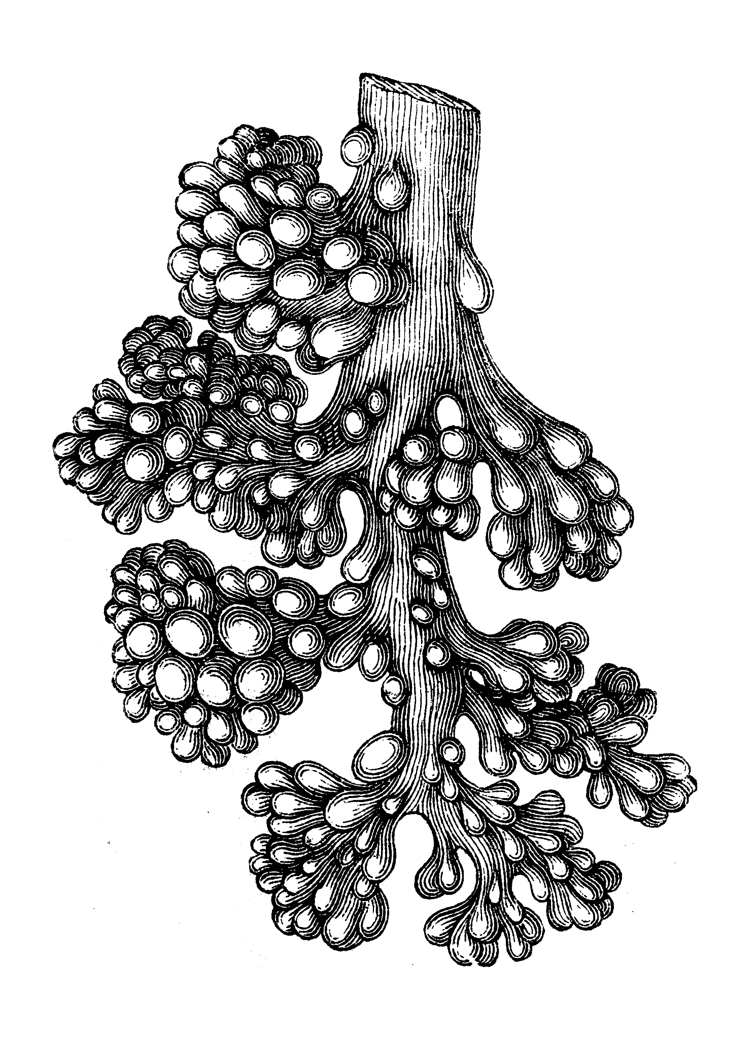 肺内气体交换的基本单位