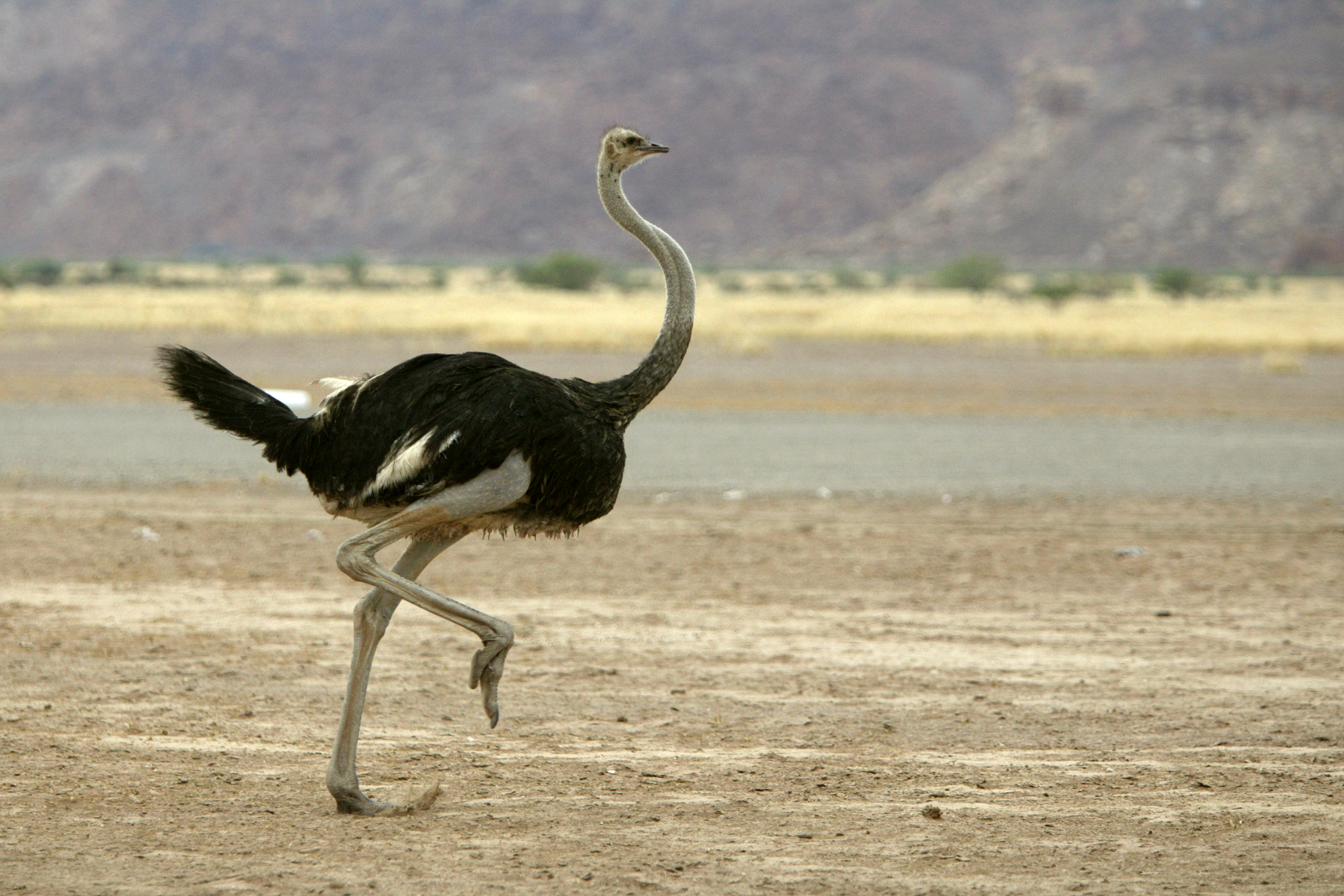 始祖鸟大小与什么动物相似