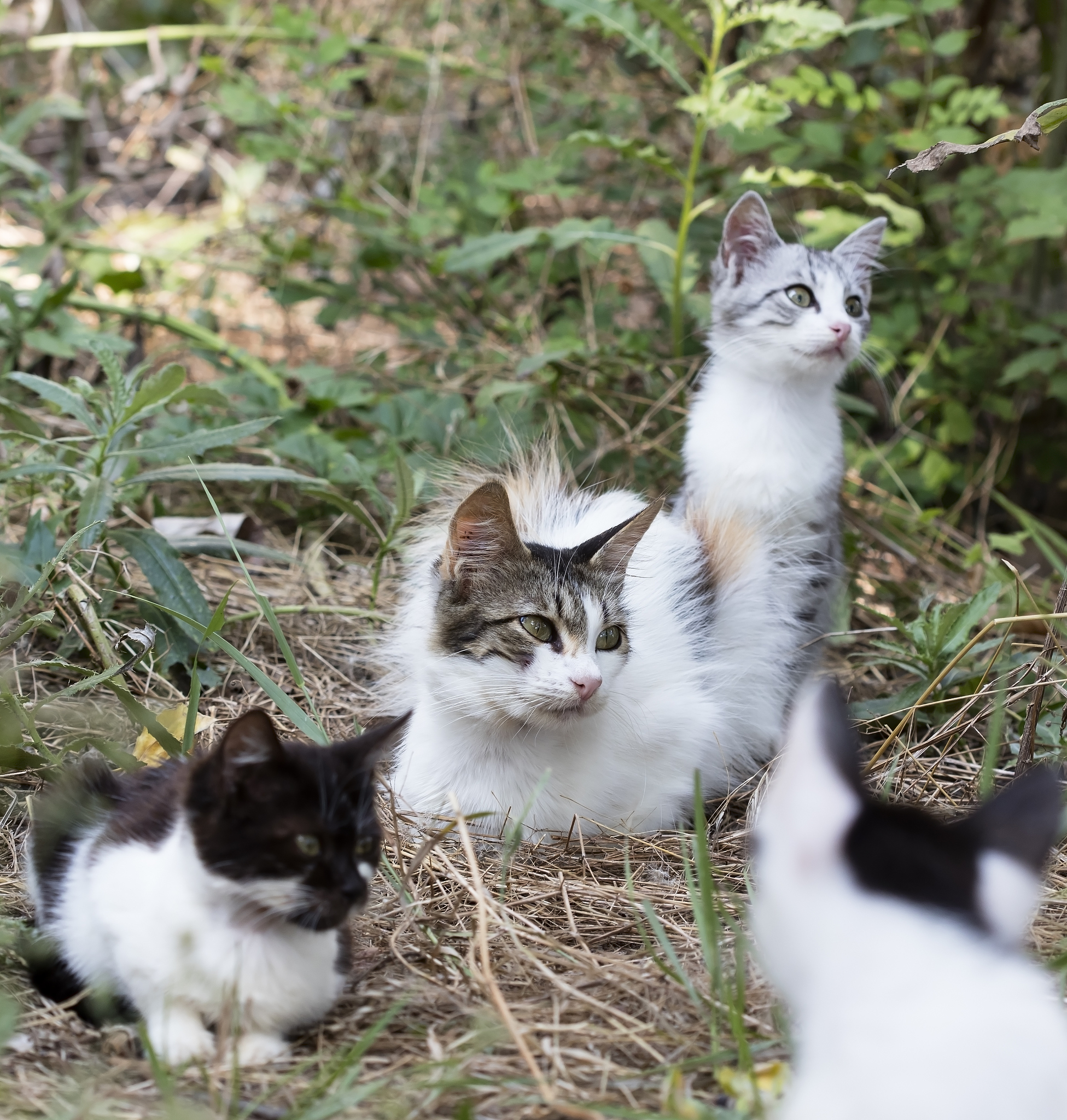 <strong>猫</strong>,垂直画幅,无人,夏天,户外,被抛弃的,哺乳纲,白色,街道