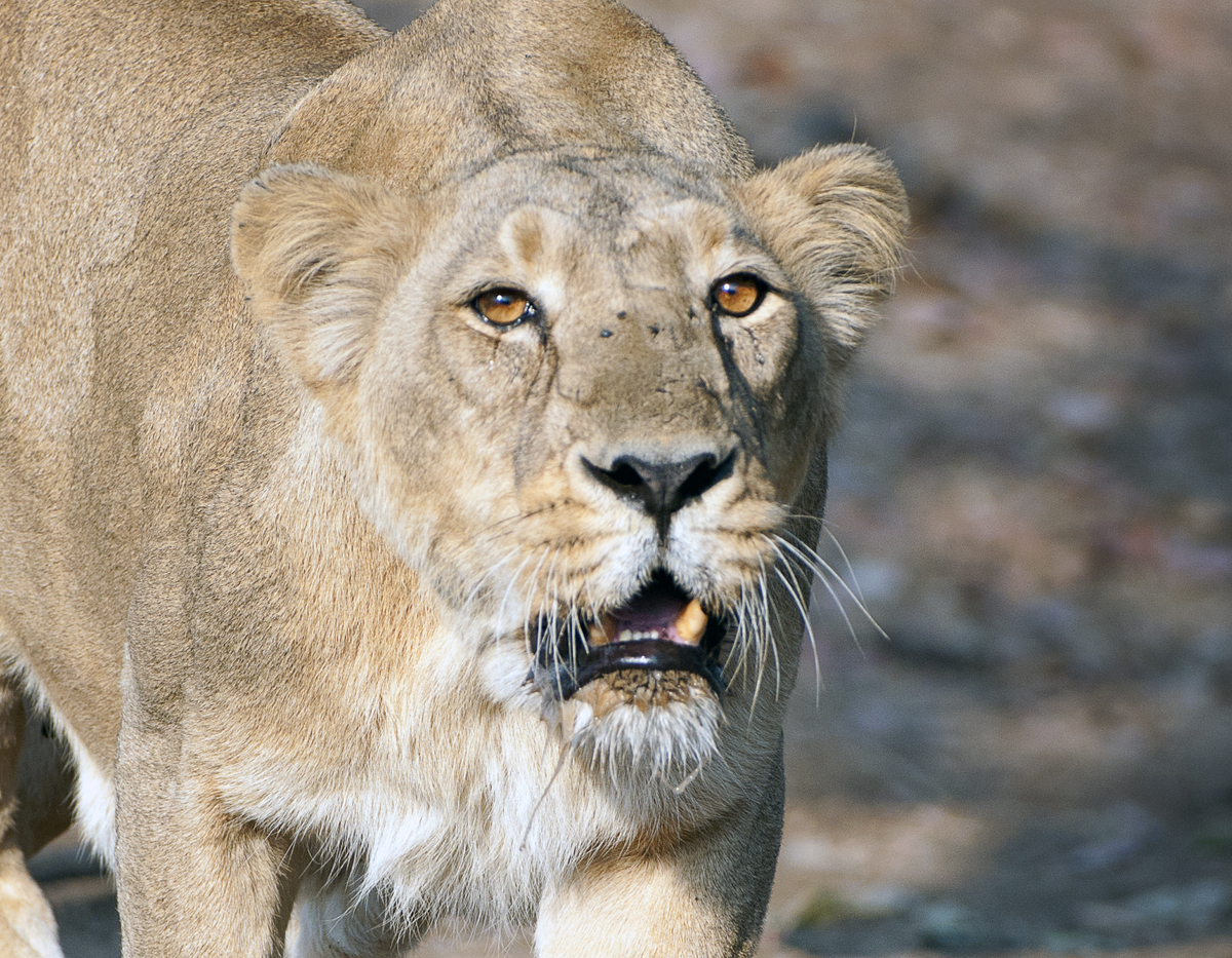 亚洲国家的数量