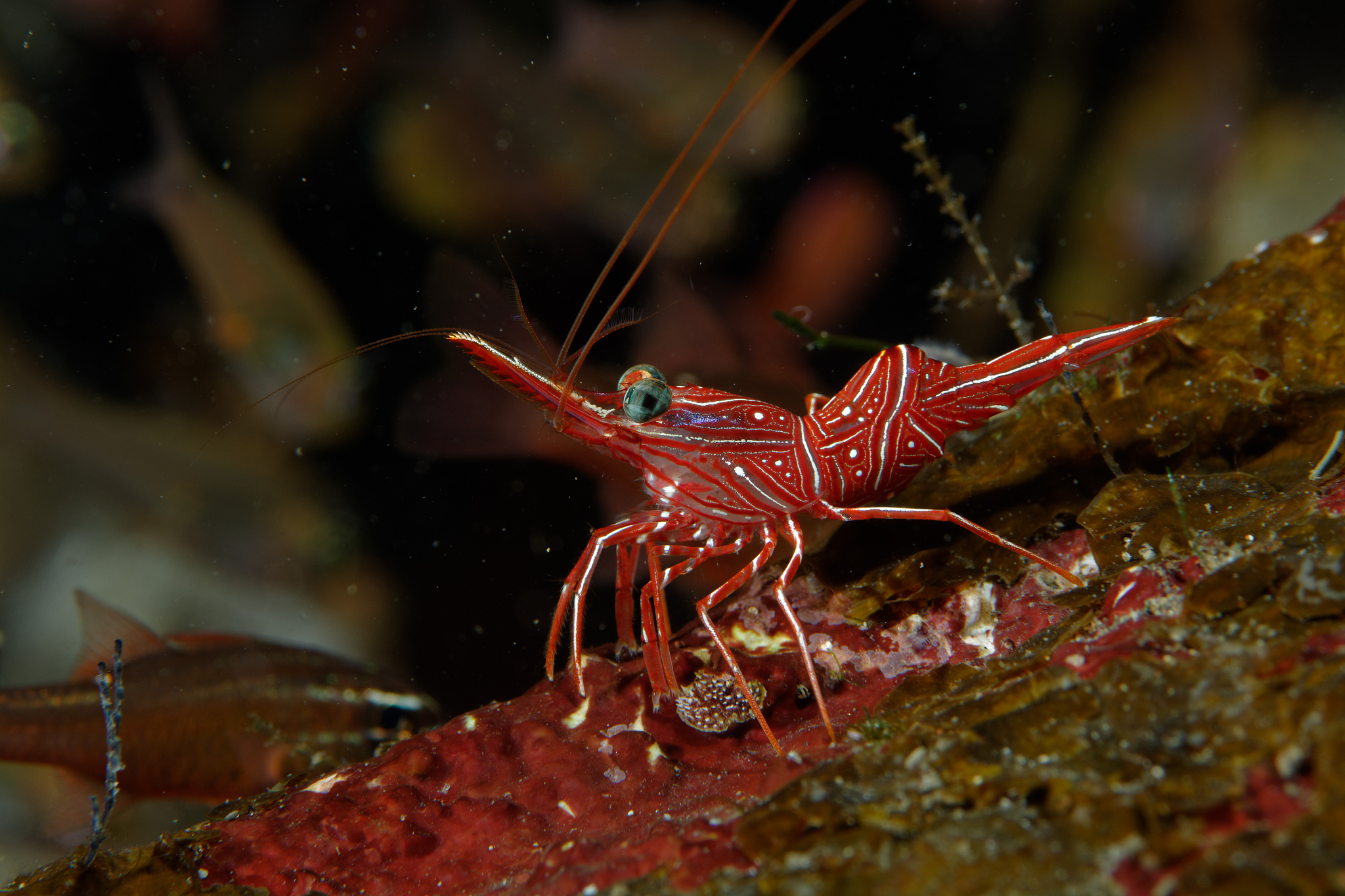 Discolored and Dehydrated Shrimp Found in Box