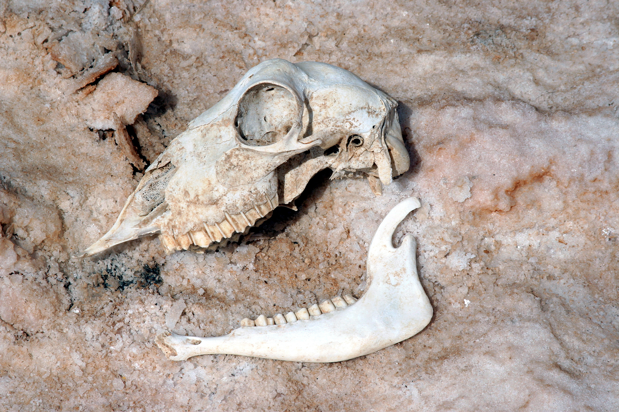skull