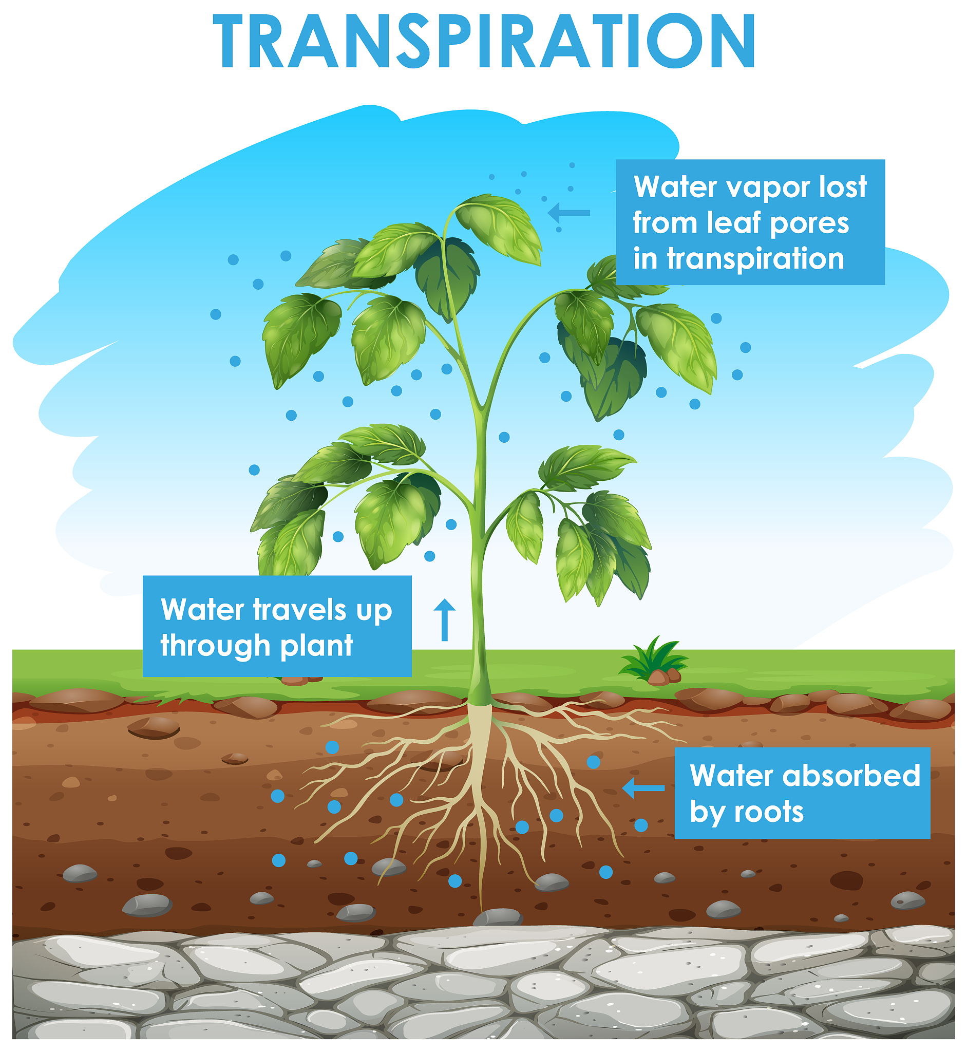 PLANT AND SOIL期刊研究范围: 植物科学与土壤科学综合指南