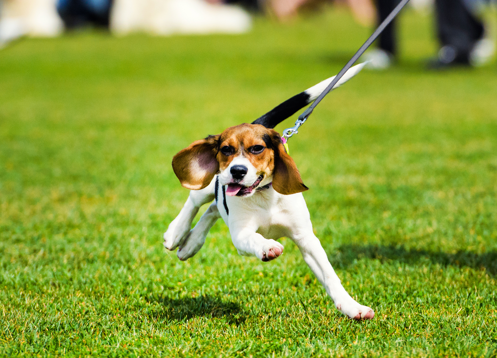 宠物运动指南：不同种类运动需求与方式详解