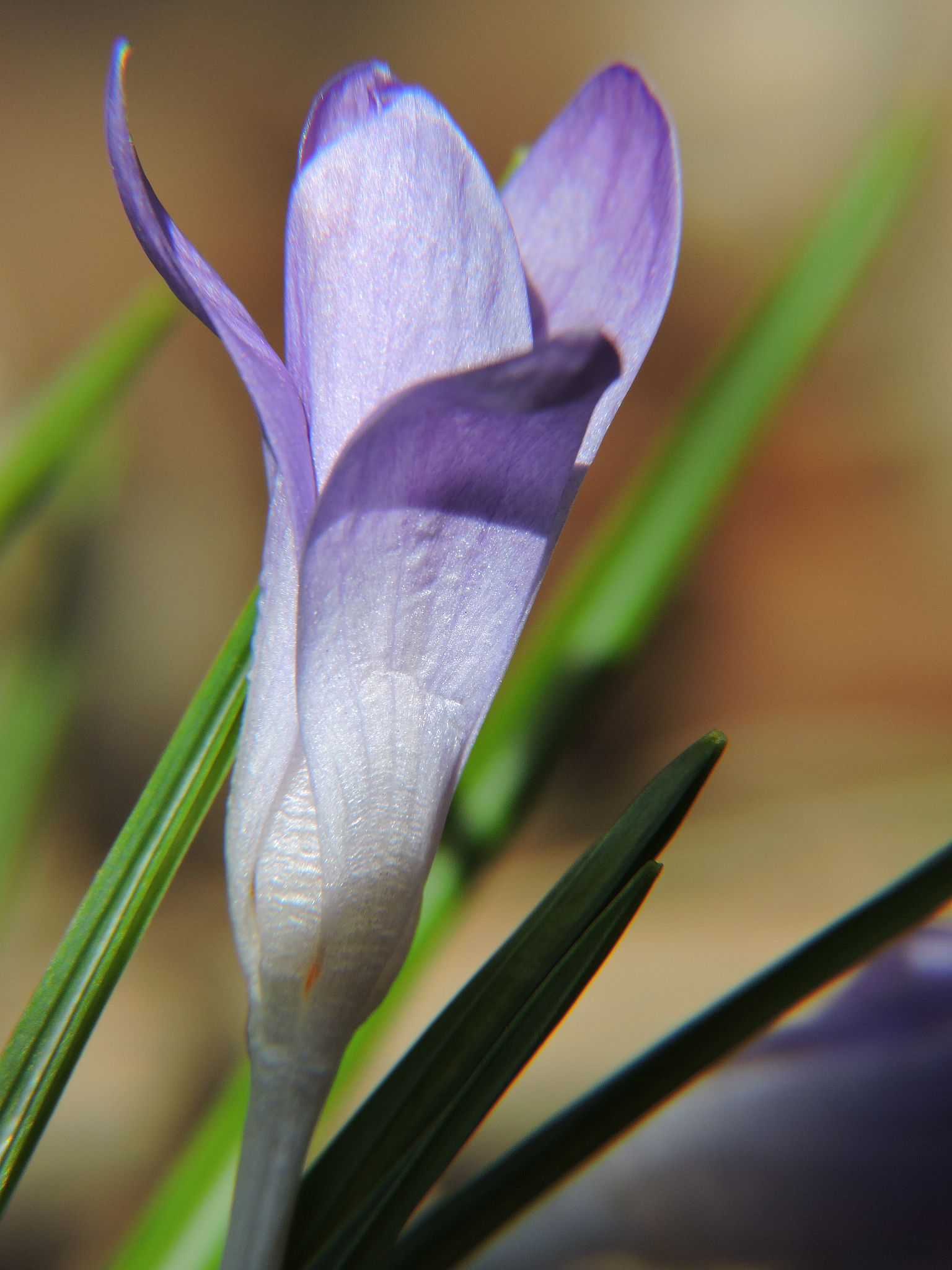 close-up of purple flower