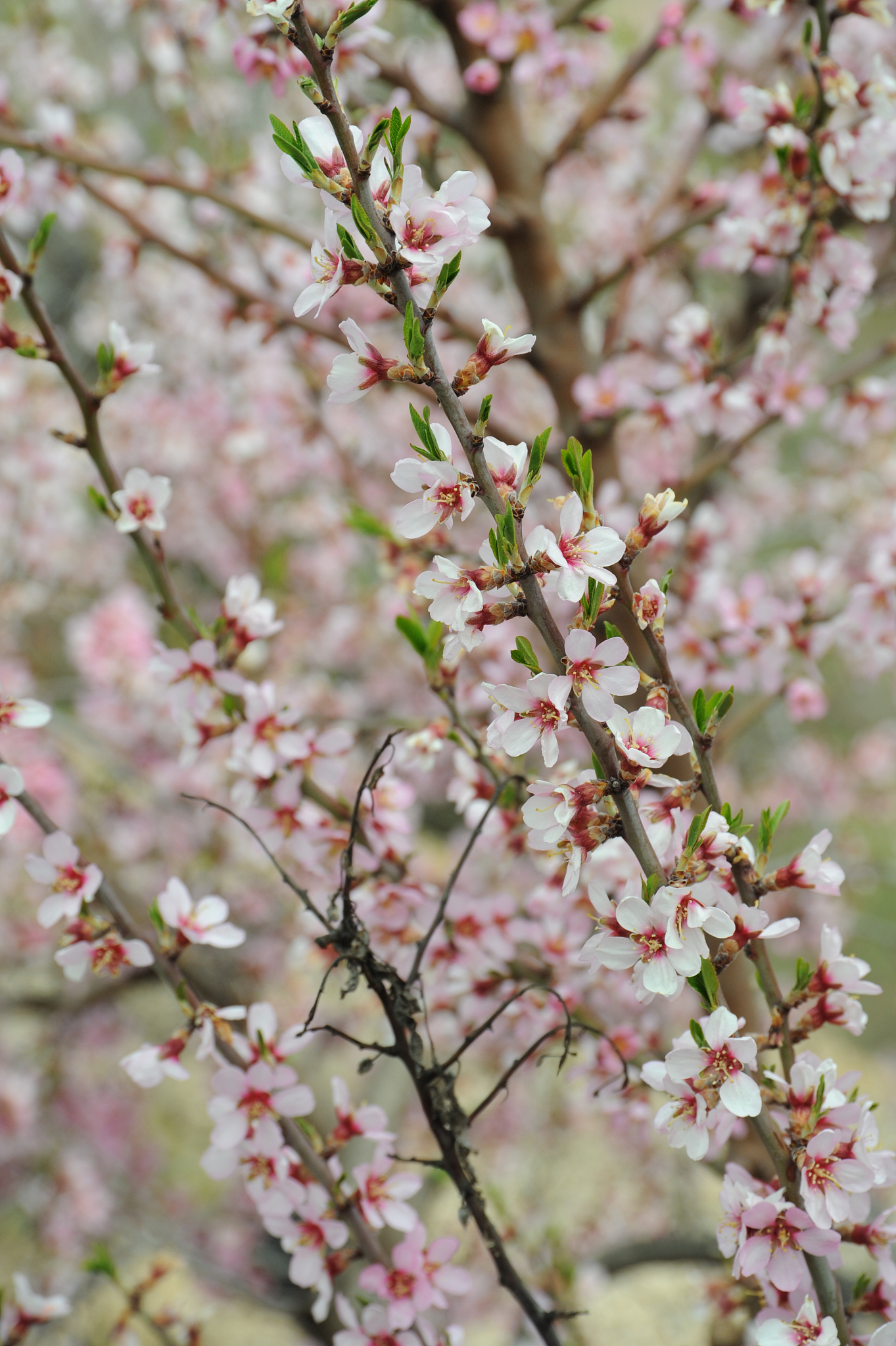 mandelblüte in spanien