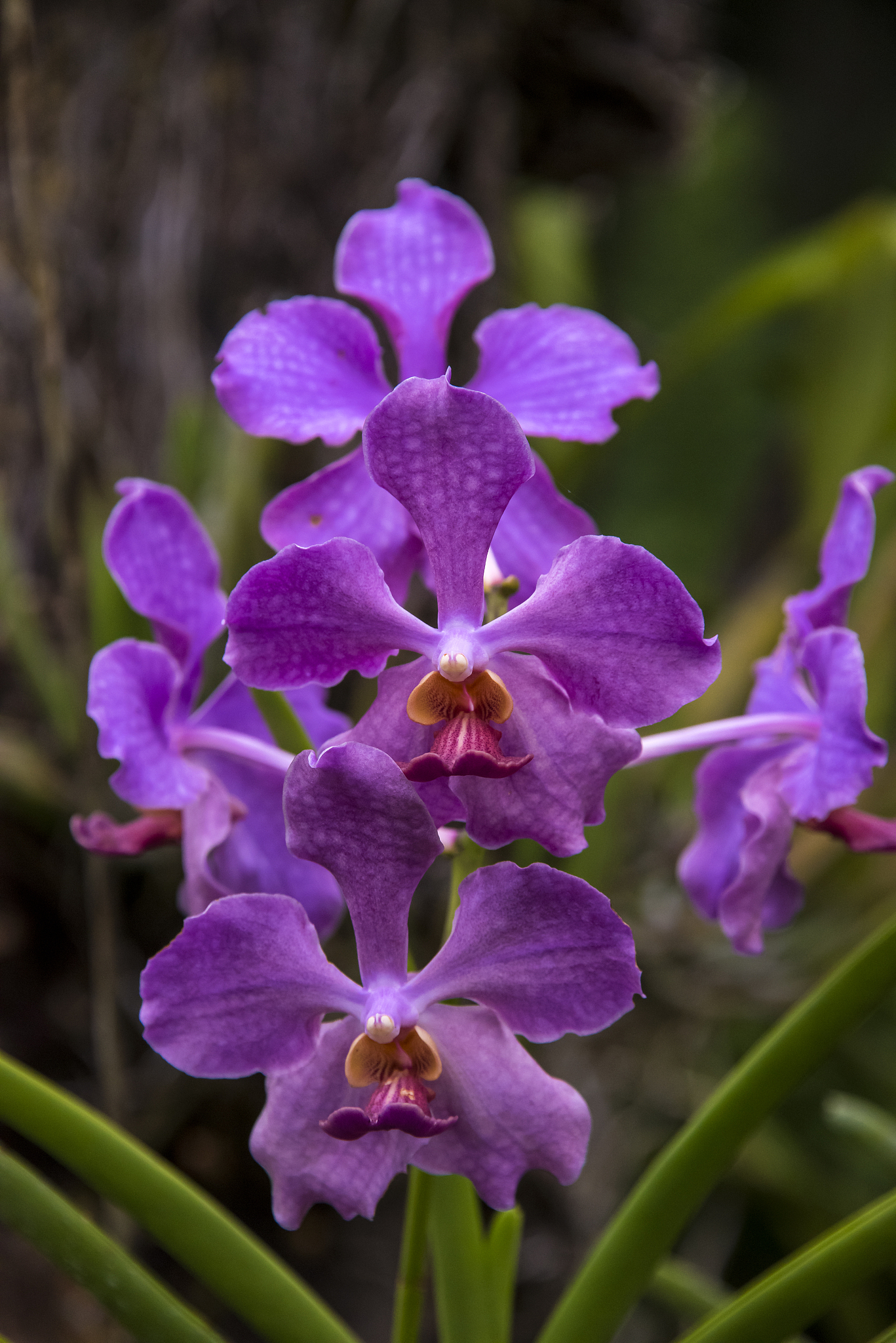 orchids