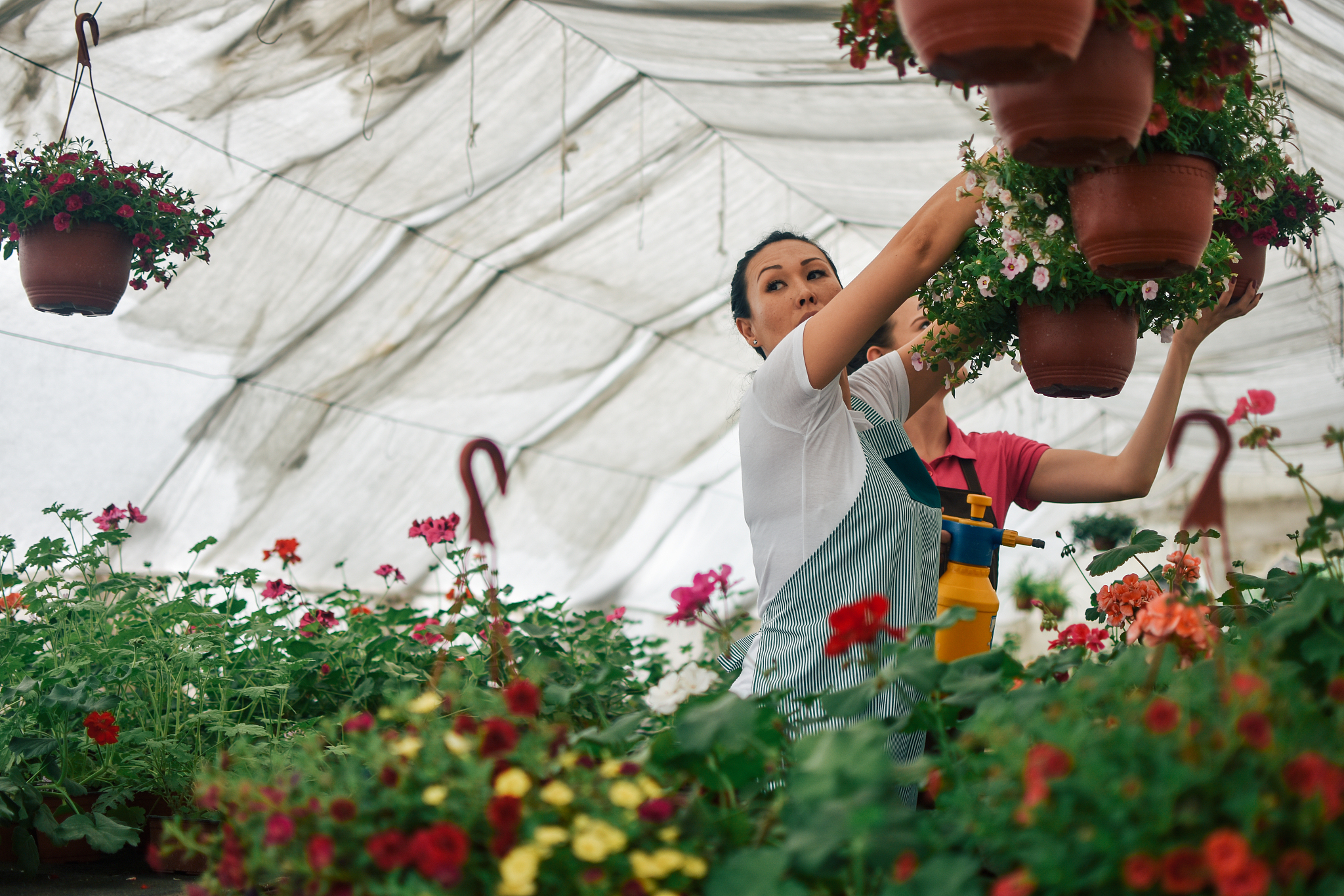 florists women working with flowers in a greenhouse