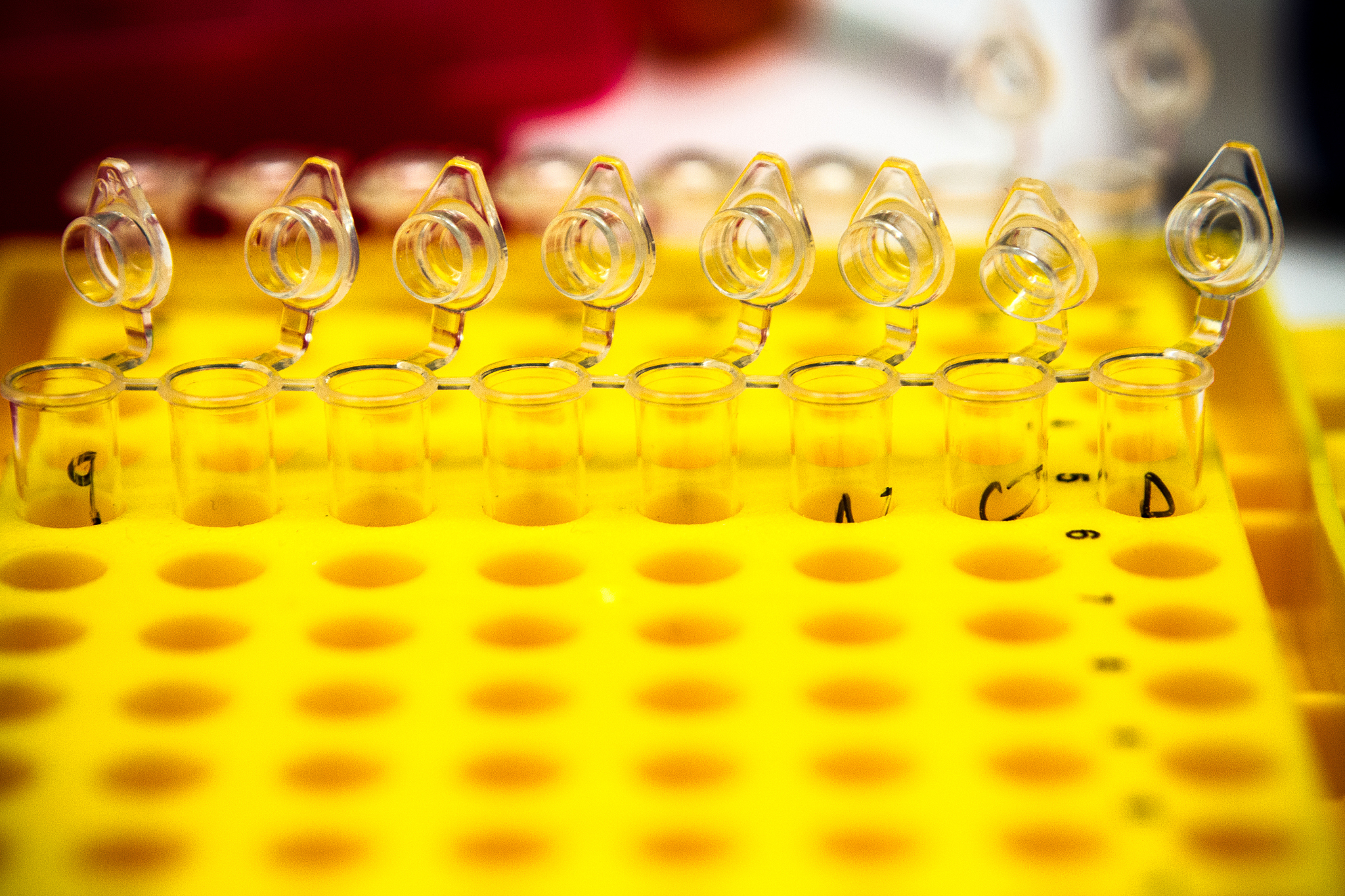 pcr tubes in a rack for dna research