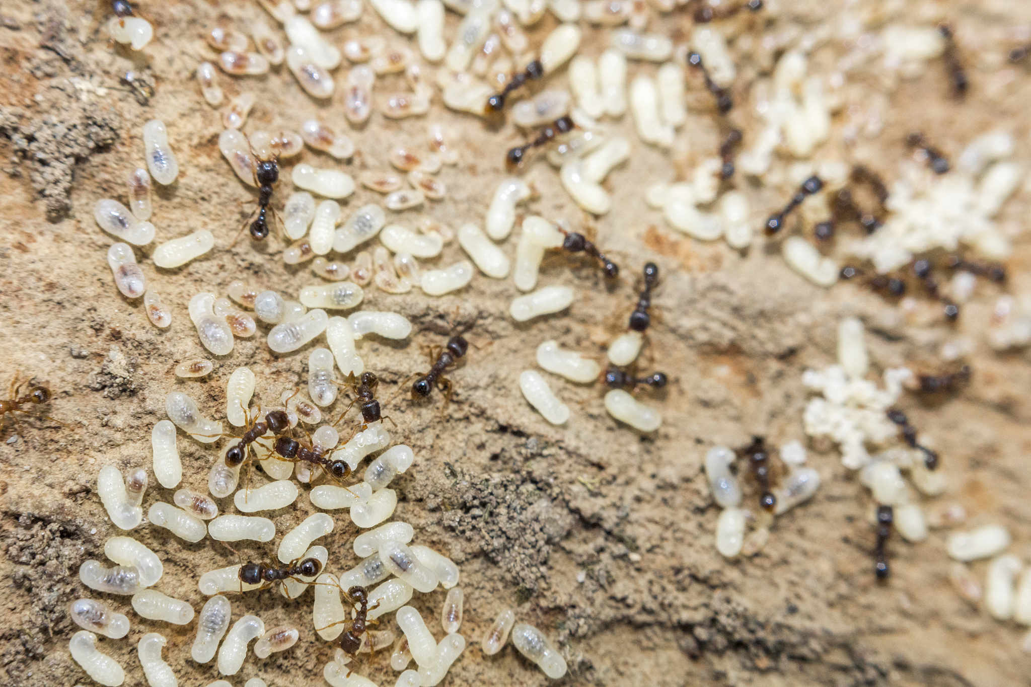 red ants eggs