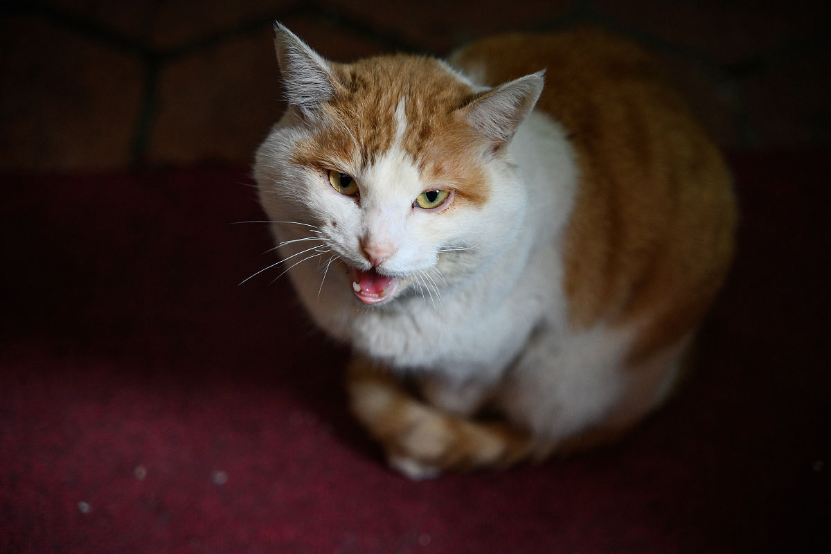 我的小猫小花:一只活泼可爱的小伙伴 我的小猫小花:一只活泼可爱的小伙伴