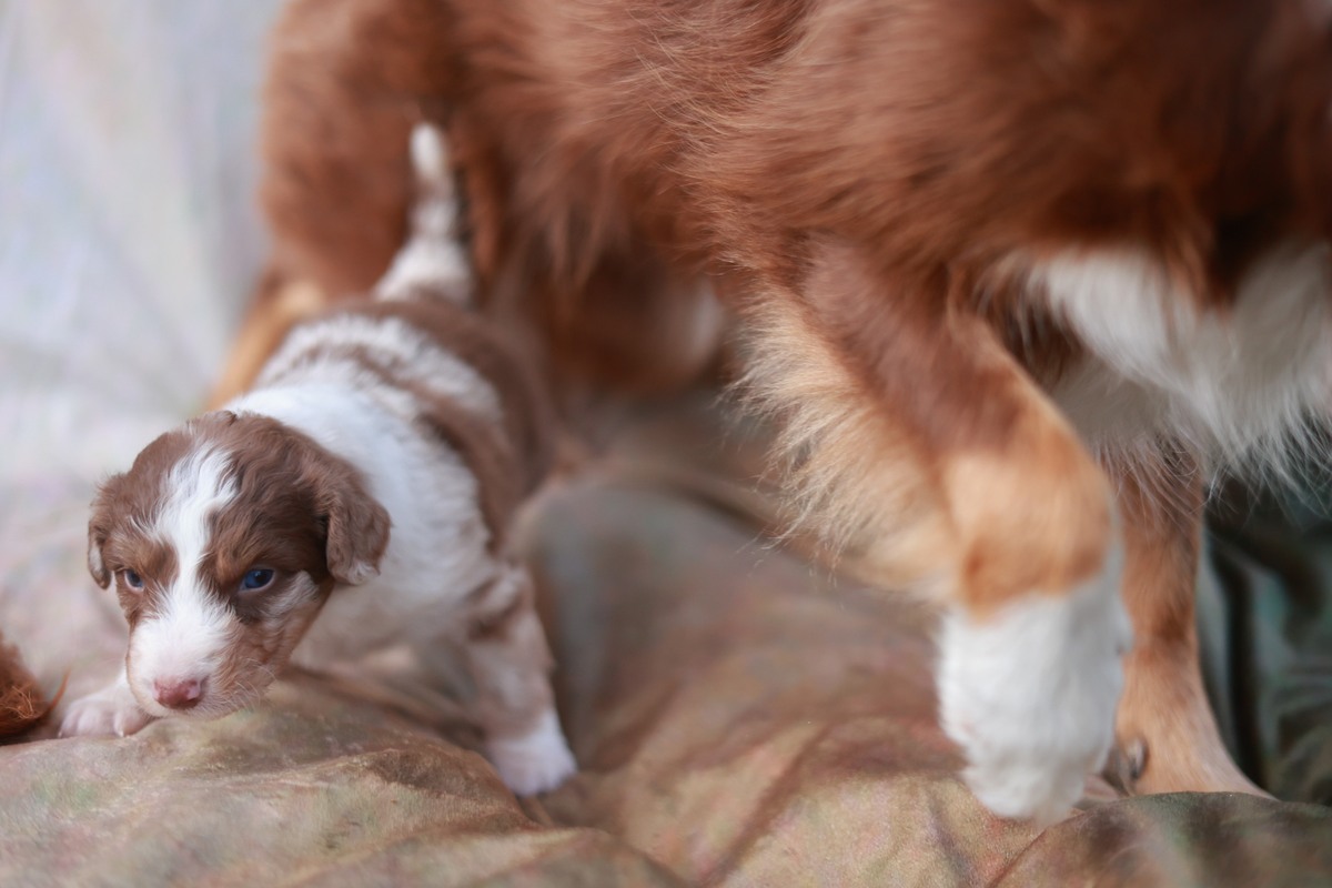母狗产后护理指南：帮助母狗和幼犬健康成长