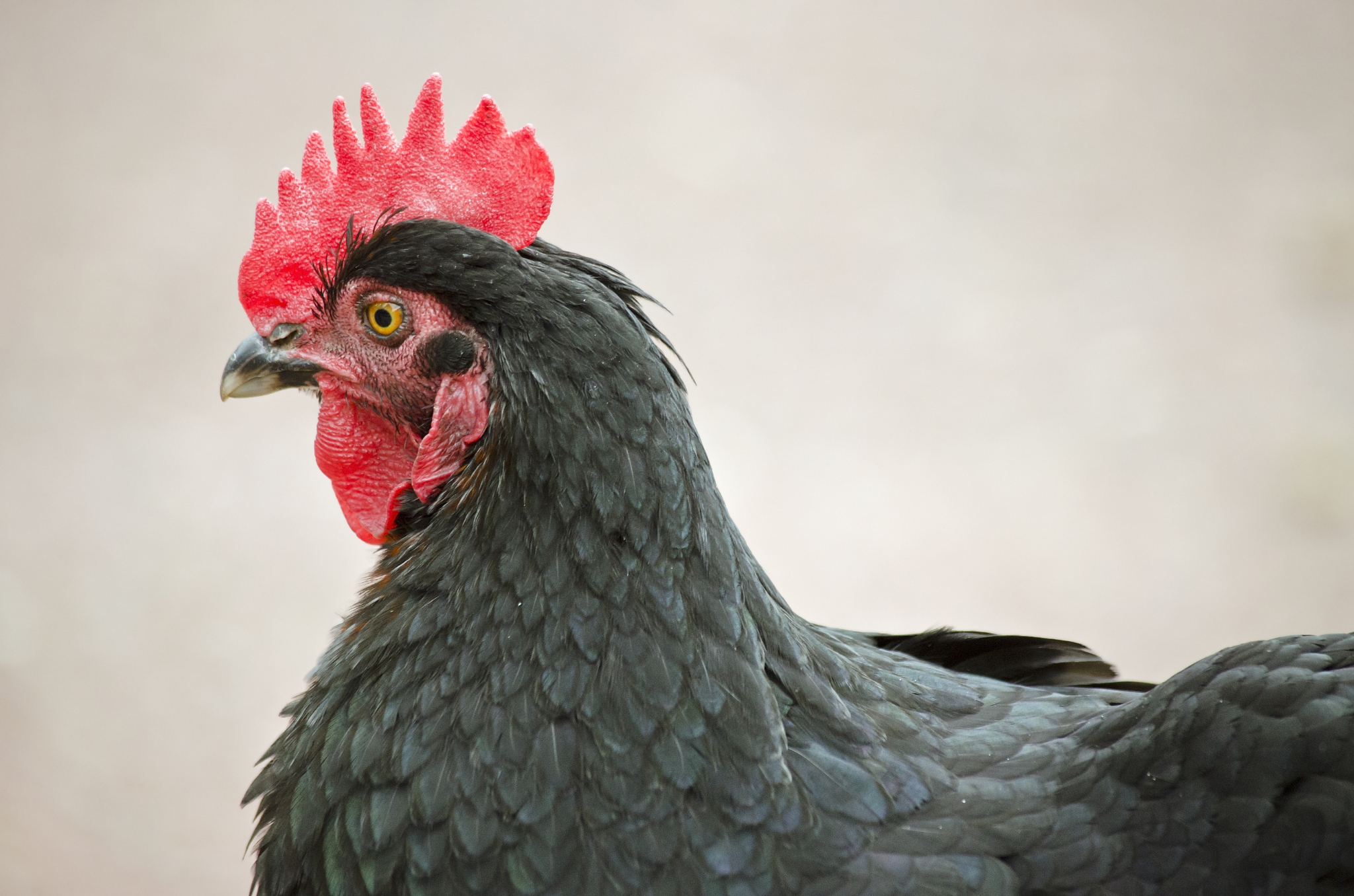black chicken