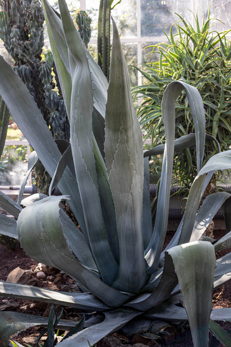 养芦荟是养灵兽吗？