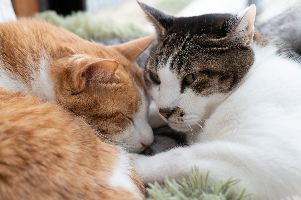 🐱解密喵星人！你和猫咪是哪种关系？💕