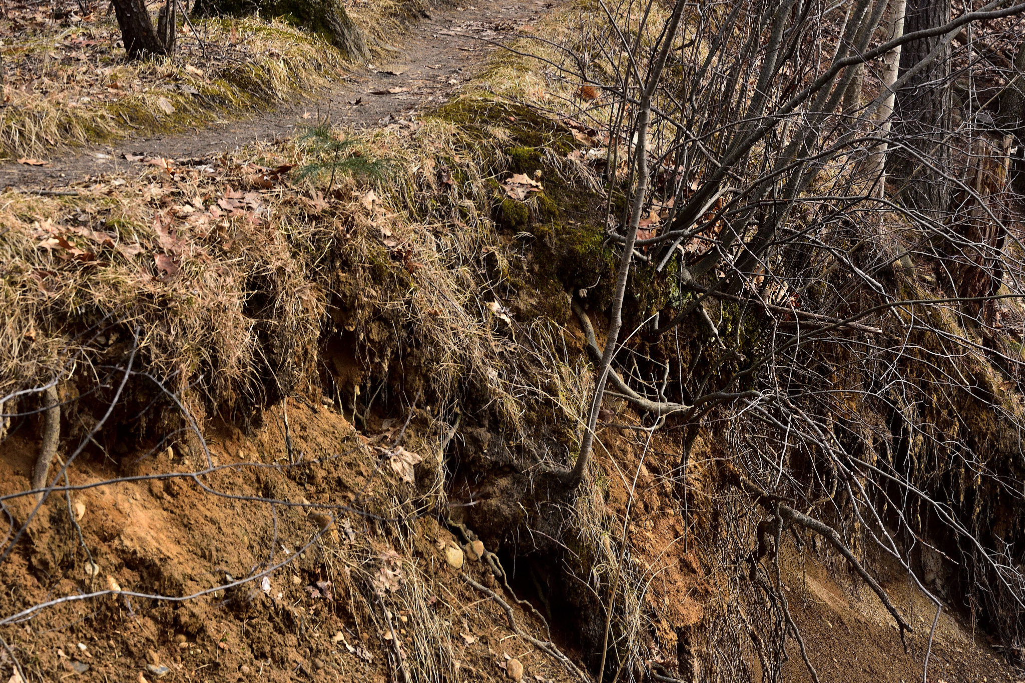 Hydrodynamic Modeling and Ecological Remediation of Shizitan Reservoir Ebb Zone in Chongqing, China