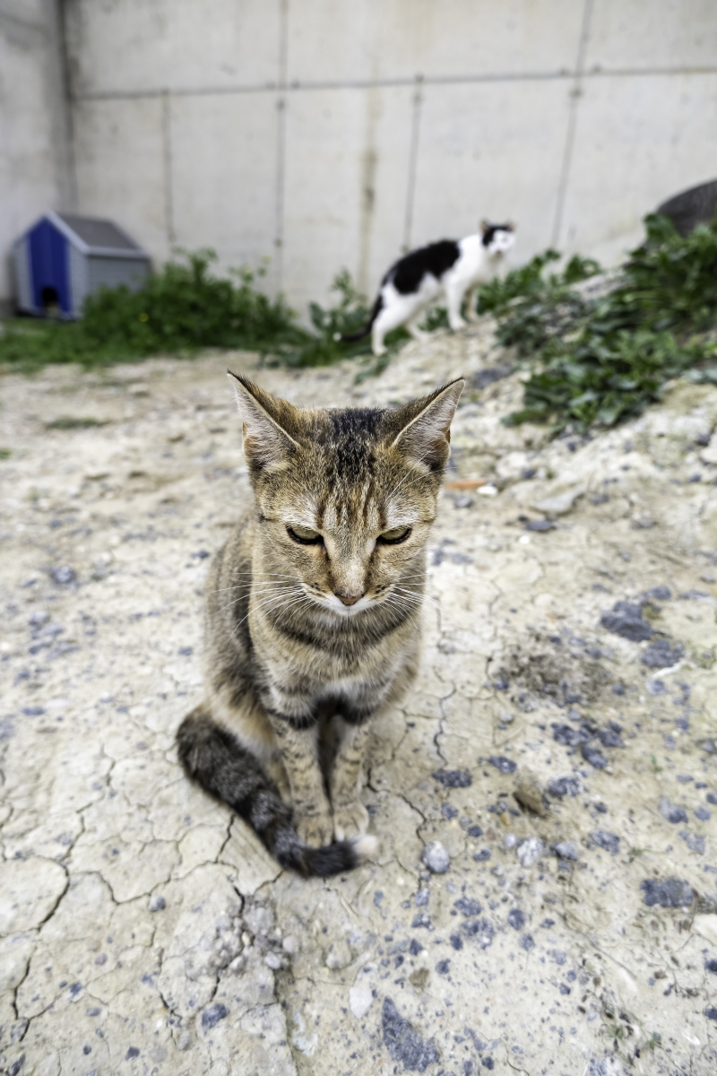 感人的猫图片
