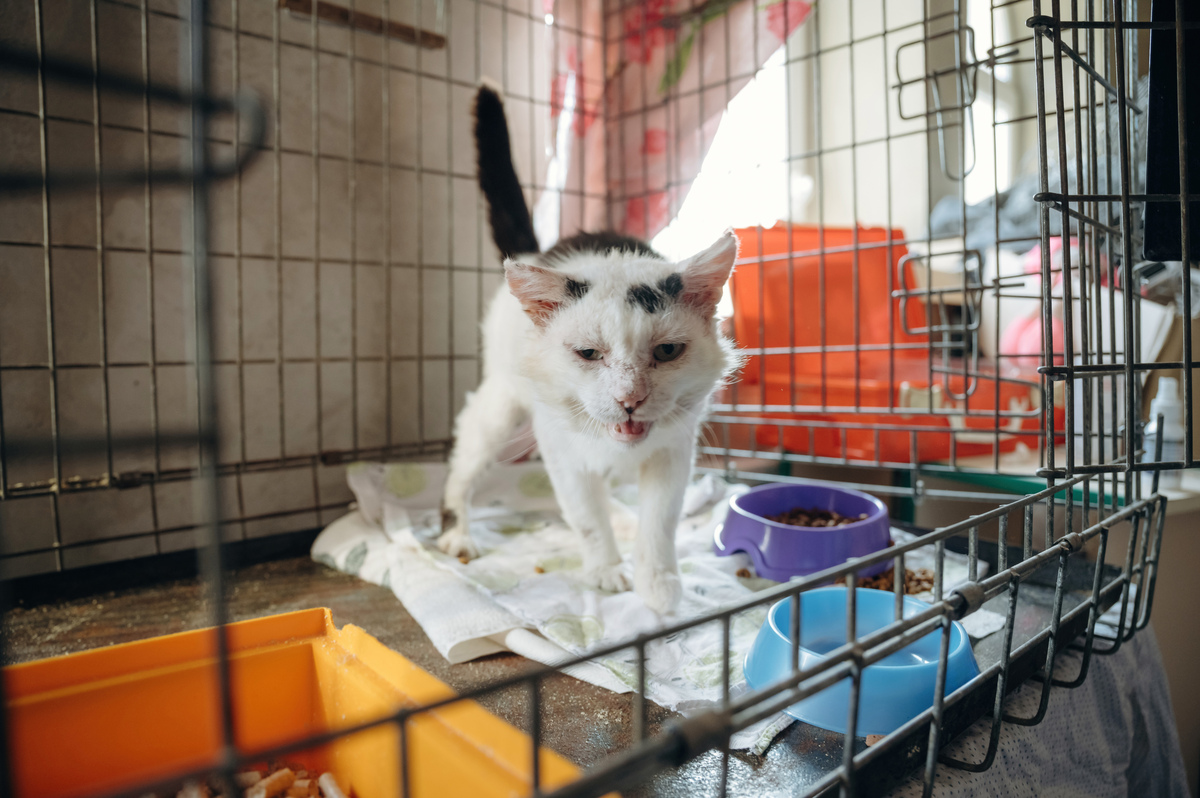 内含猫FPV临床评分的文献有哪些