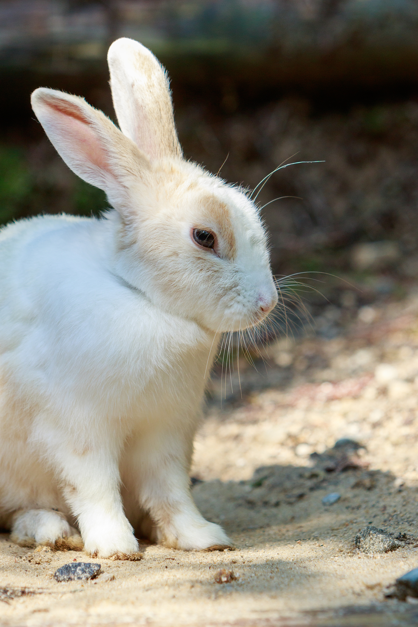 爱思助手更新App详细步骤 - 一键搞定！