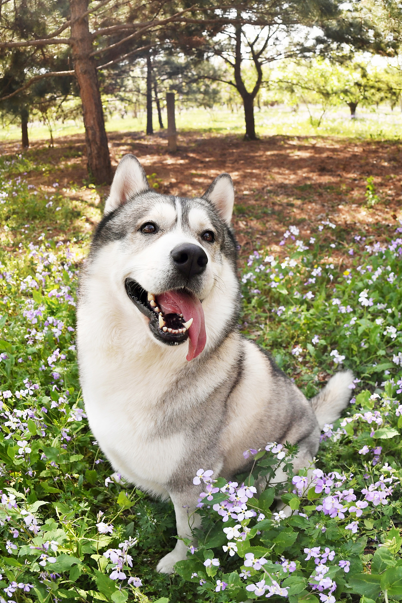 哈士奇莉洛和小猫罗茜的故事