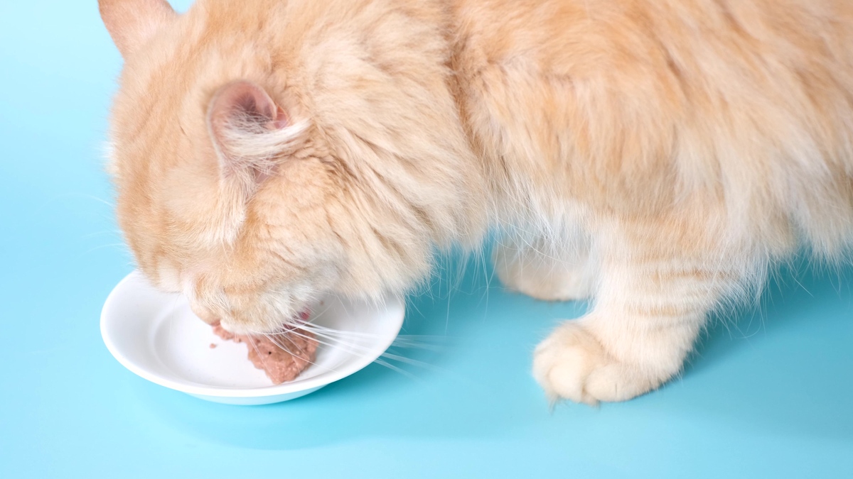 可爱的小猫布丁，想亲亲你！