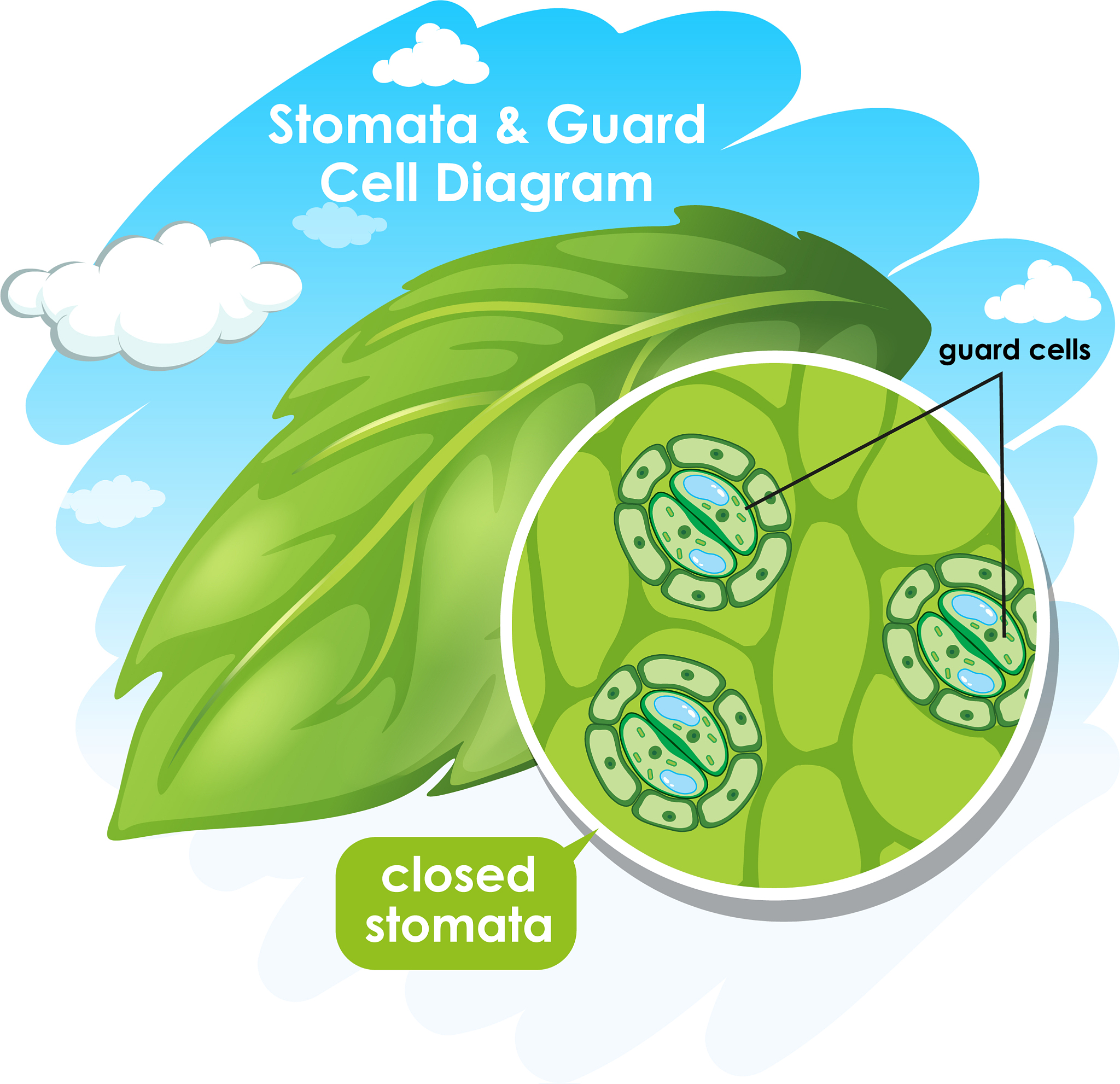 Calculating Seed Production in Annual Plants: A Comprehensive Guide