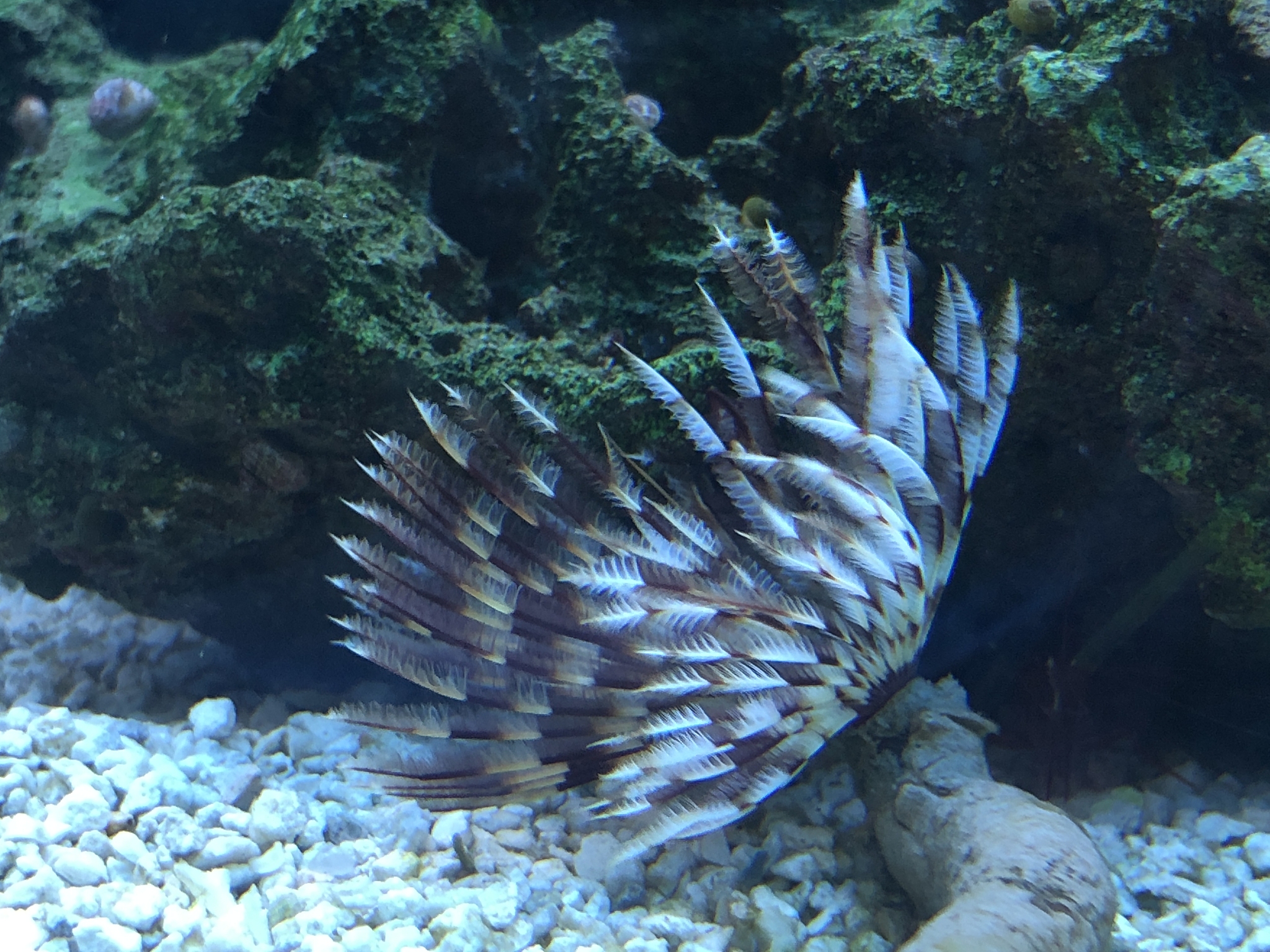 feather duster in a salt water tank