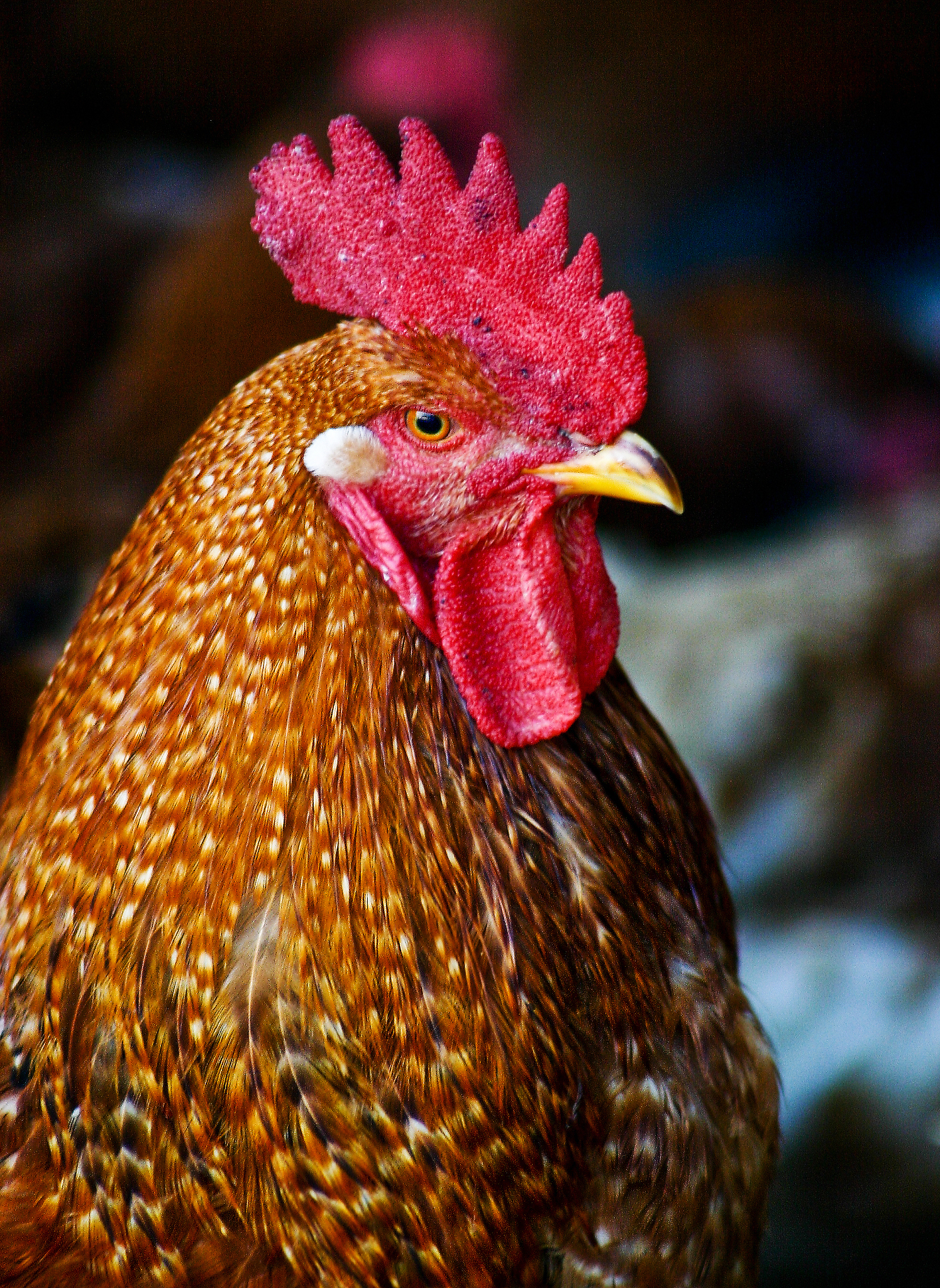chicken