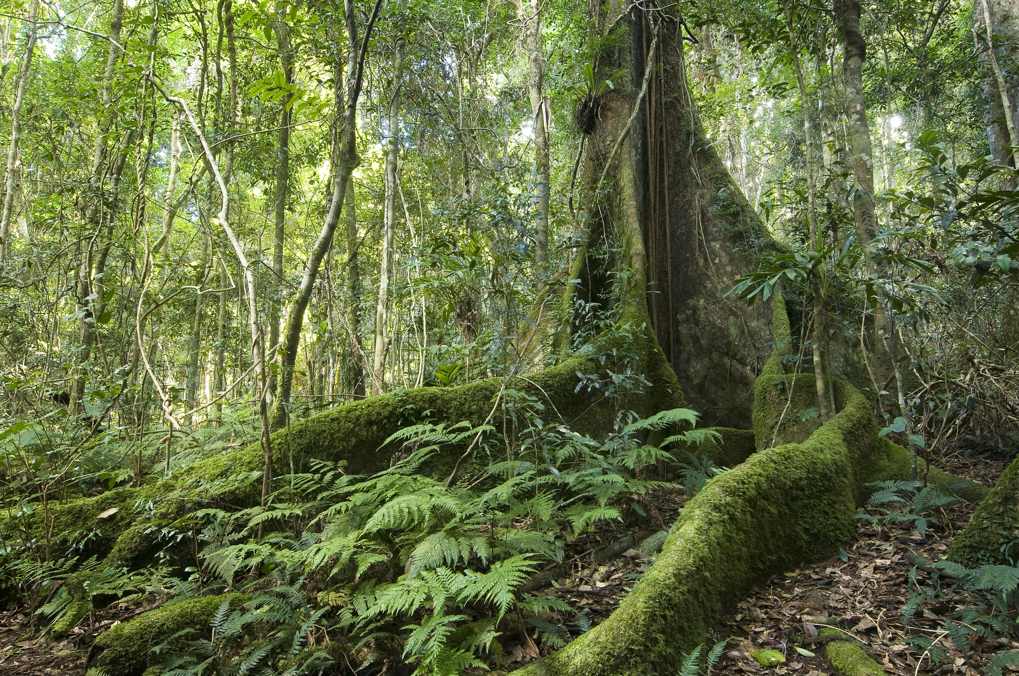 Influence of Tree Age and Functional Type on Phosphorus Limitation in Tropical Forests