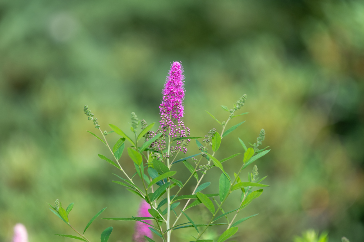 JOURNAL OF INSECT SCIENCE期刊的介绍？