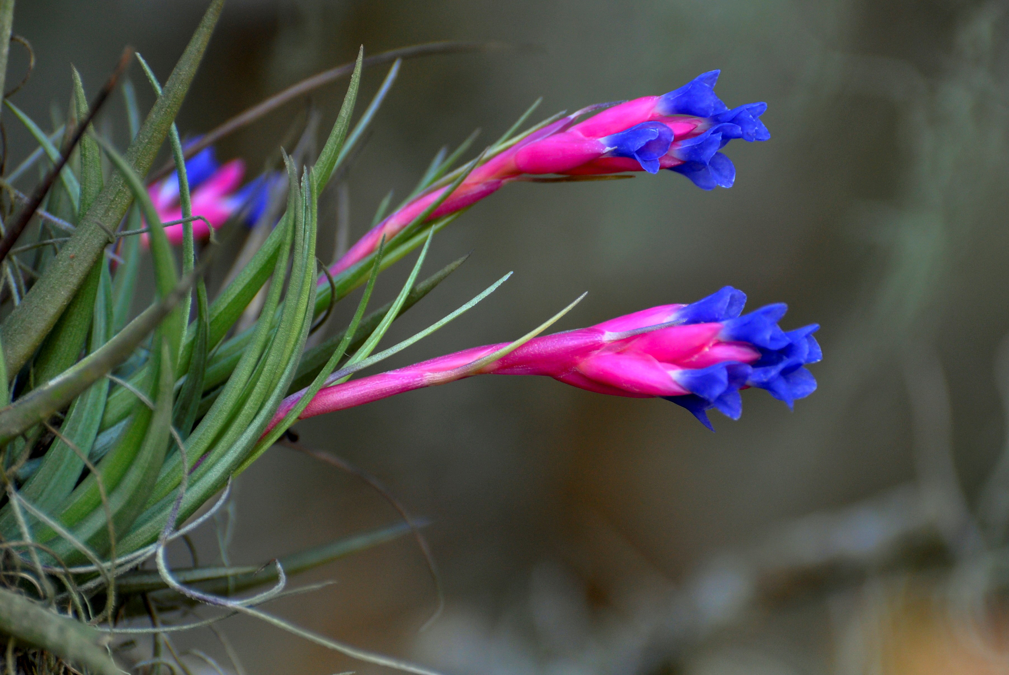 amazonian botany