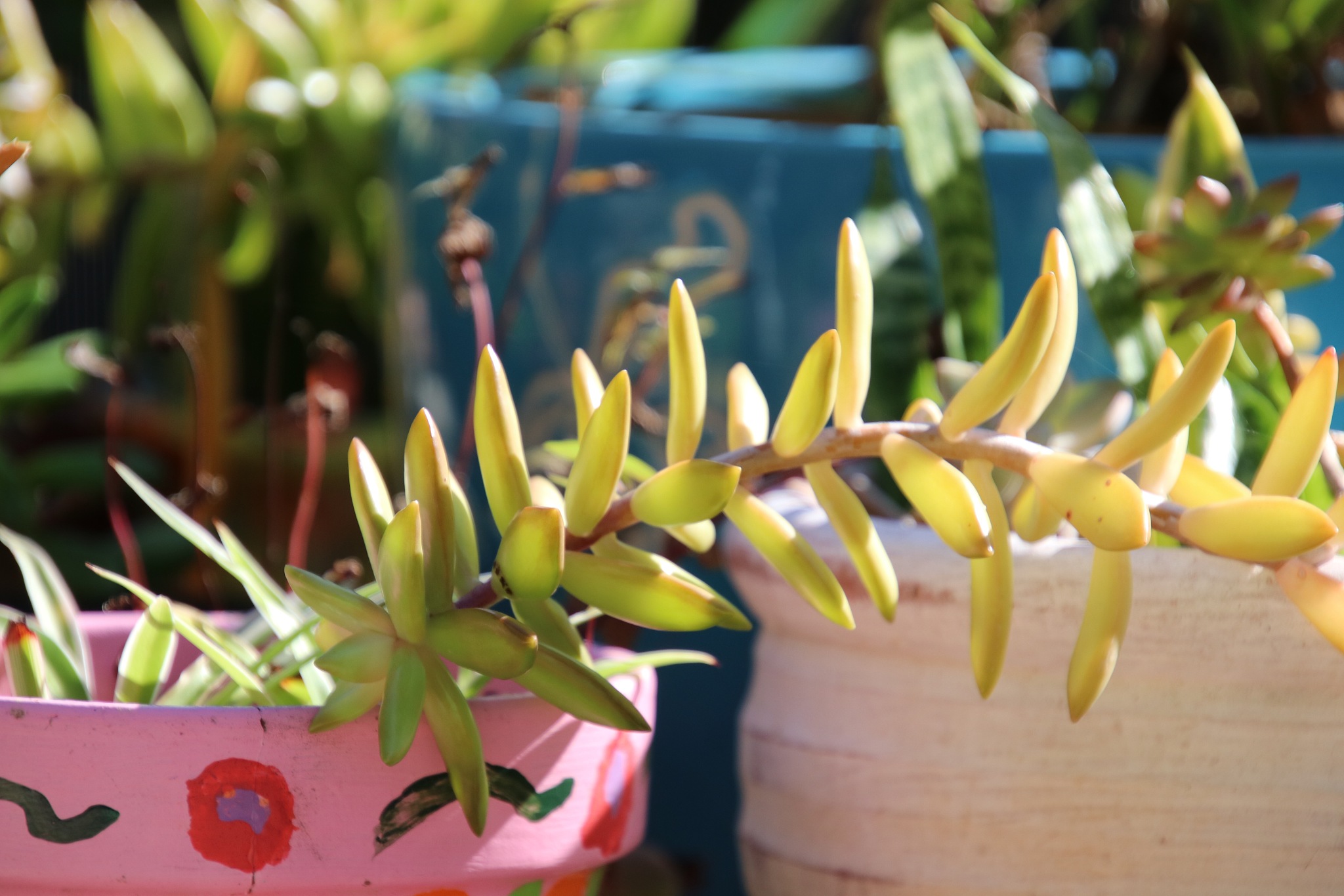 lush green potted succulent, pothos and philodendron plants on s