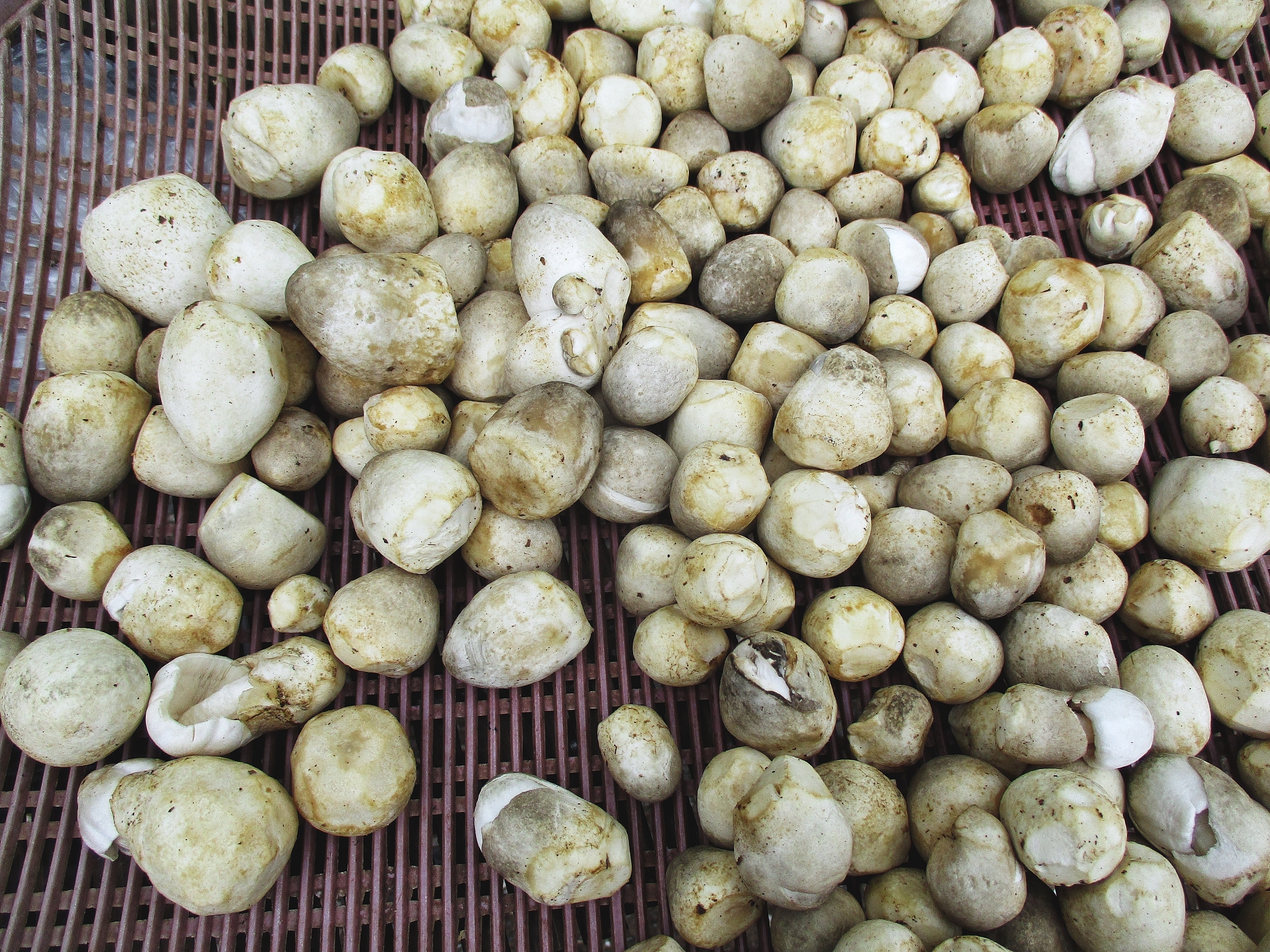 半夏为天南星科植物半夏Pinellia ternataThunb Breit的干燥块茎别名麻芋果、三步跳、麻芋子等。广泛分布于中国长江流域以及东北、华北等地区生长于海拔2500米以下。其性辛、温；有毒。归脾、胃、肺经。具有燥湿化痰降逆止呕消痞散结的功效可用于湿痰寒痰咳喘痰多痰饮眩悸风痰眩晕痰厥头痛呕吐反胃胸脘痞闷梅核气；外治痈肿痰核。半夏是中国人民常用的一味大宗中药材在中药处方中使用频率居较高位置