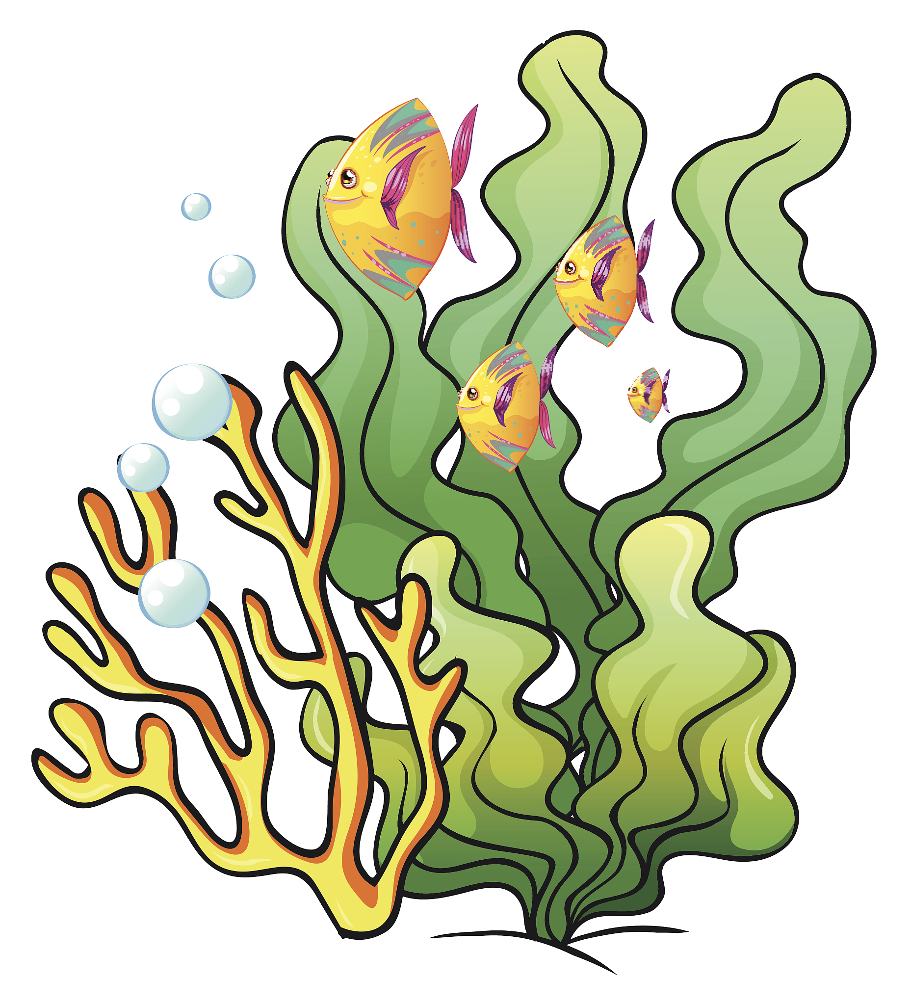 school of fishes near the seaweeds
