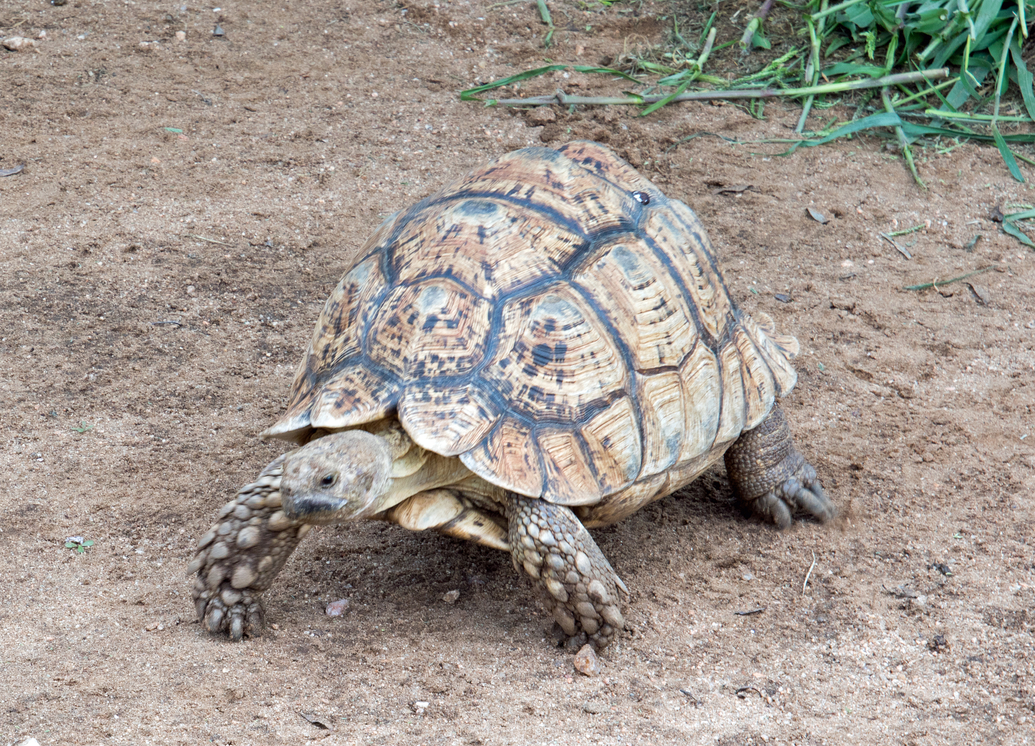 turtle