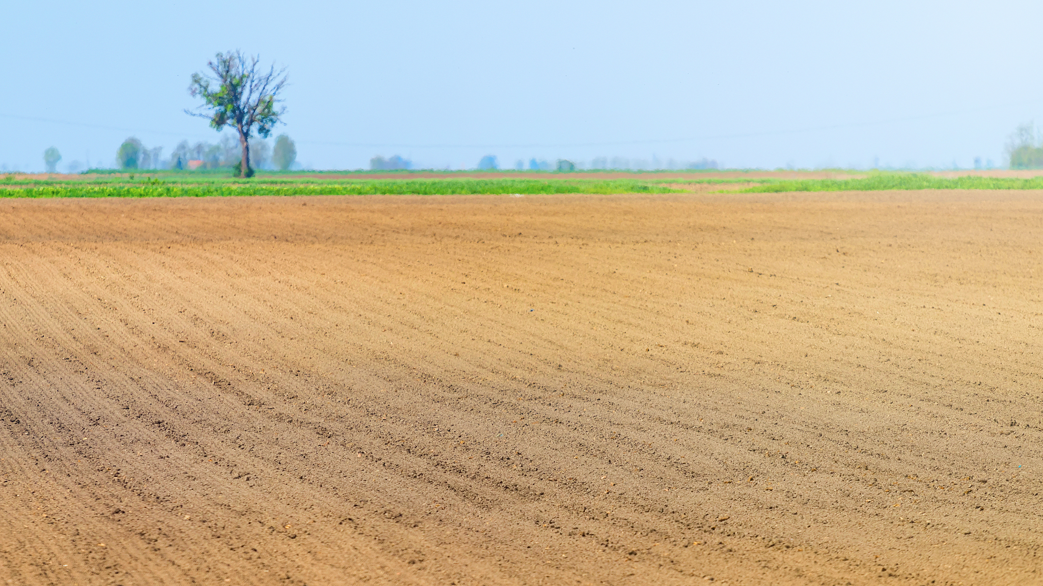 sowed field. agricultural fields in spring. sowing crops.