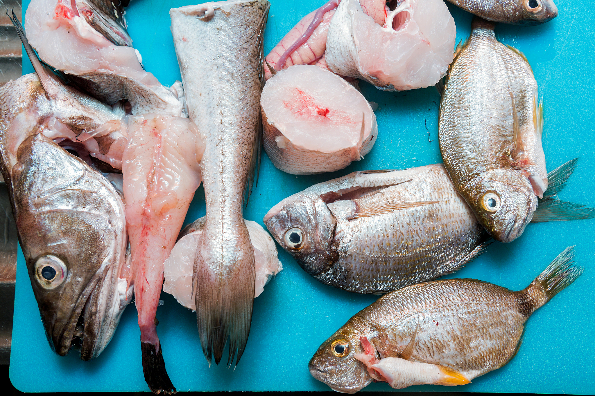 多宝鱼和鲳鱼的区别回答加拓展