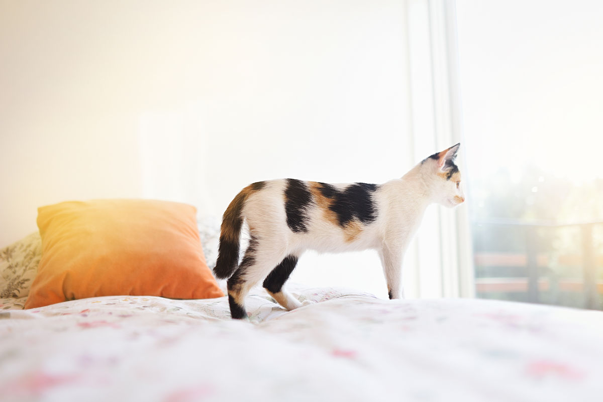 小猫看着窗外.共享托管的概念