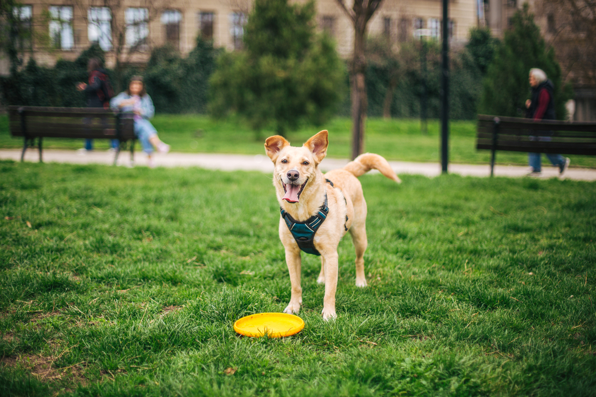 宠物犬室外活动空间材质分析：草地、沙地、水域、硬地面
