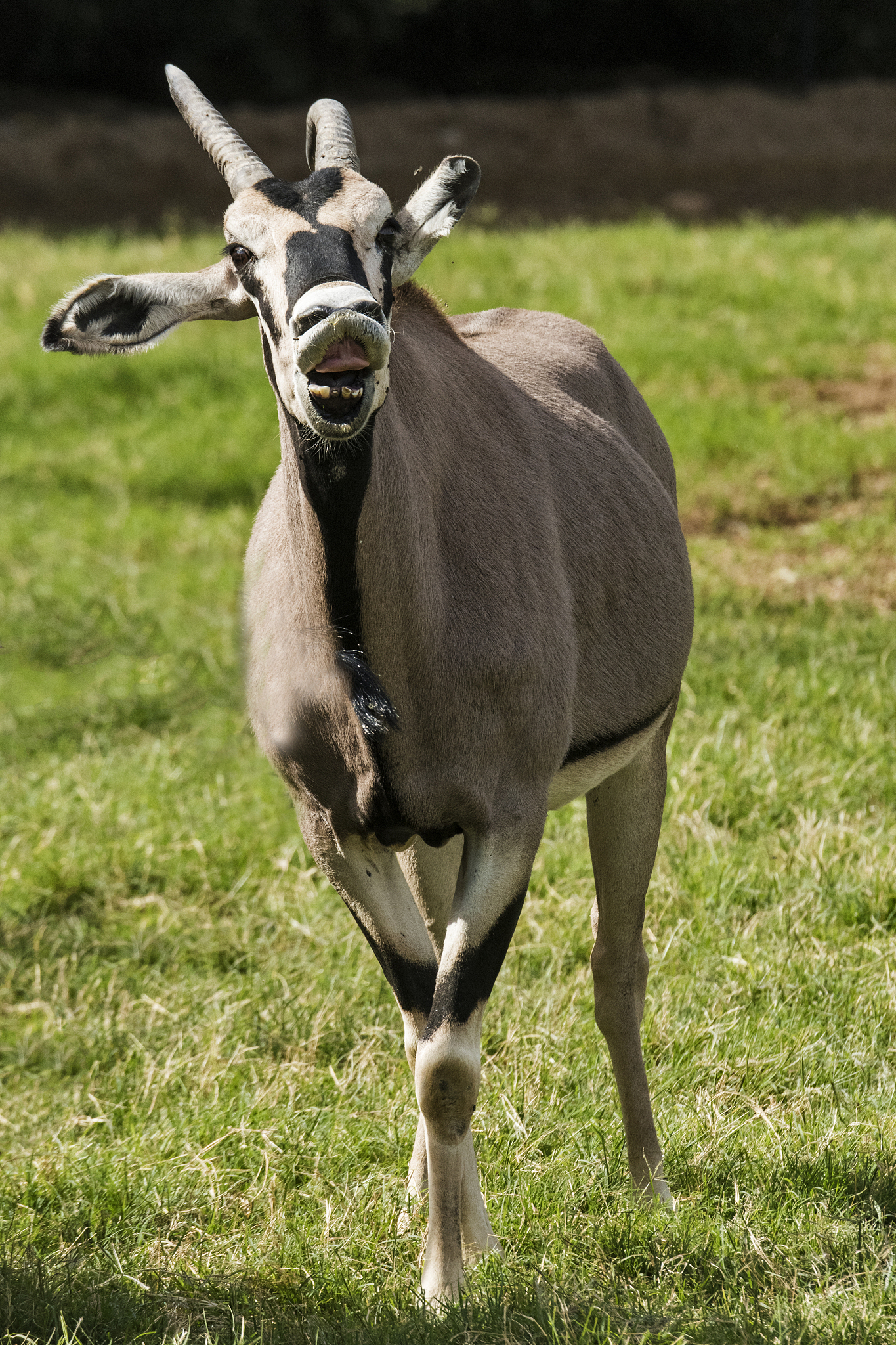beisa oryx