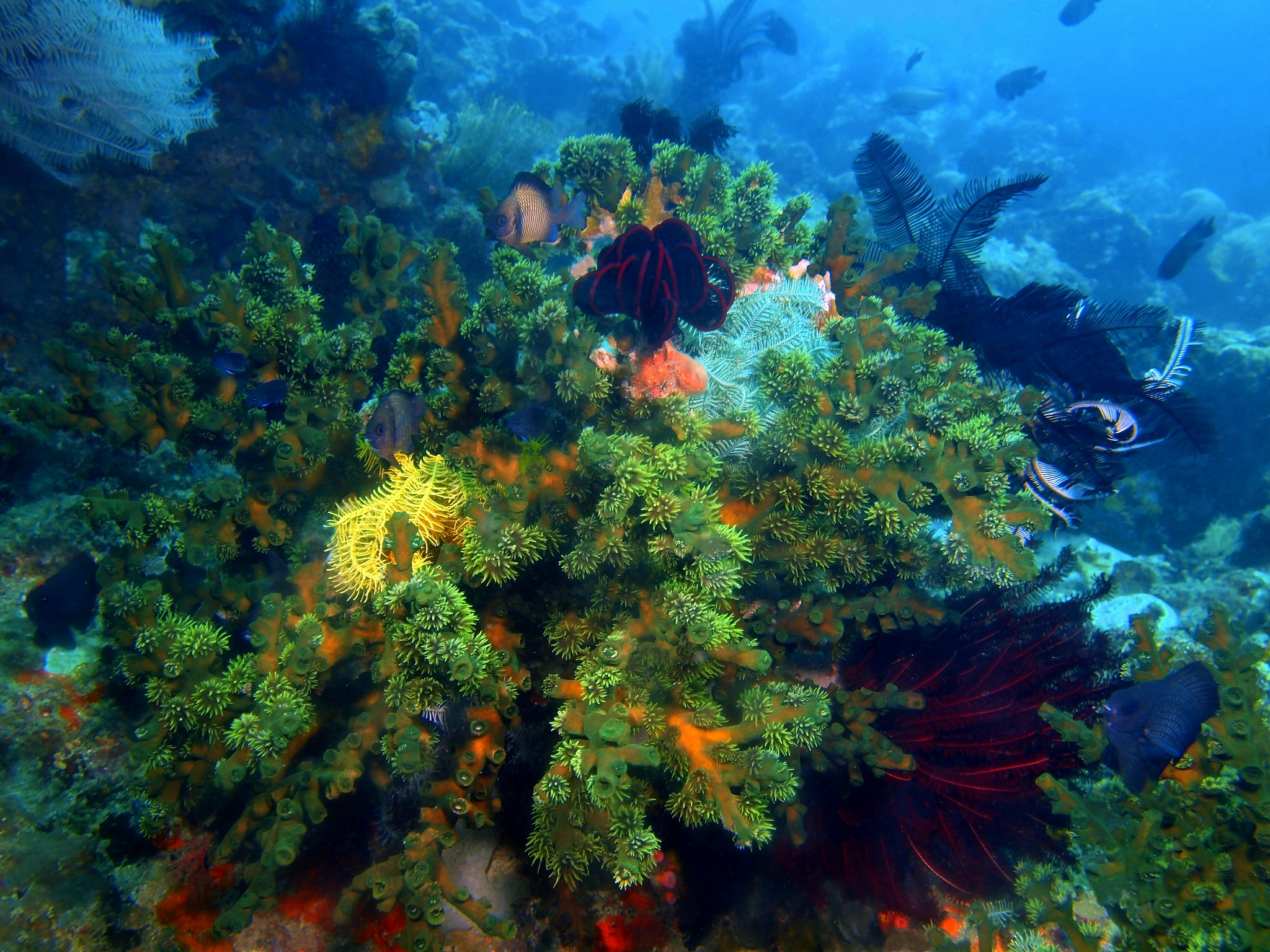 stone coral
